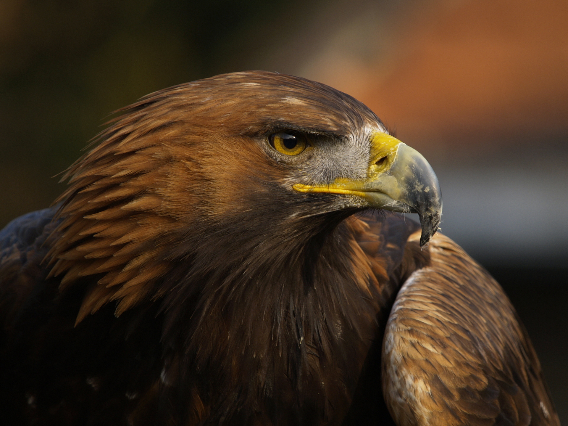 Eagle bird. Орел Беркут Дагестана. Горный Орел птица. Ем ок. Красивый Орел.