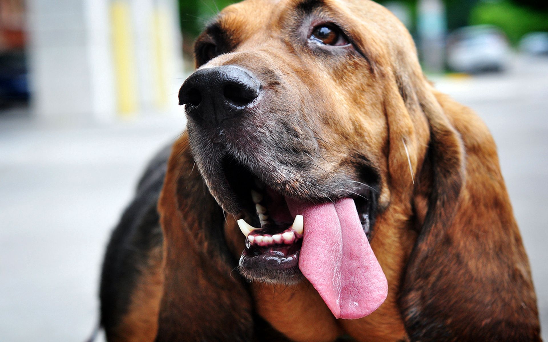 animals, dog, muzzle, protruding tongue, tongue stuck out, ears Free Stock Photo