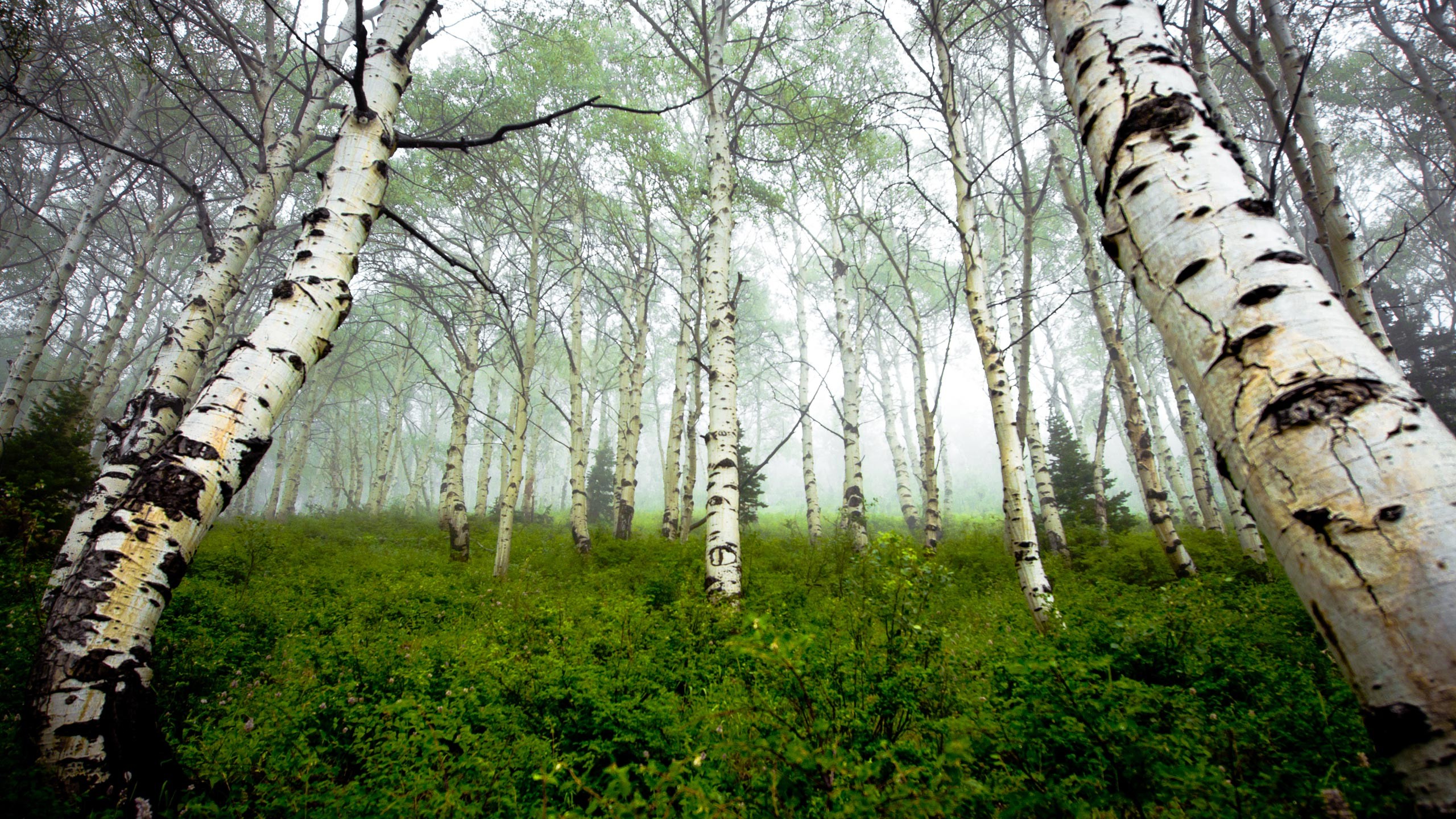 earth, forest, birch, fog