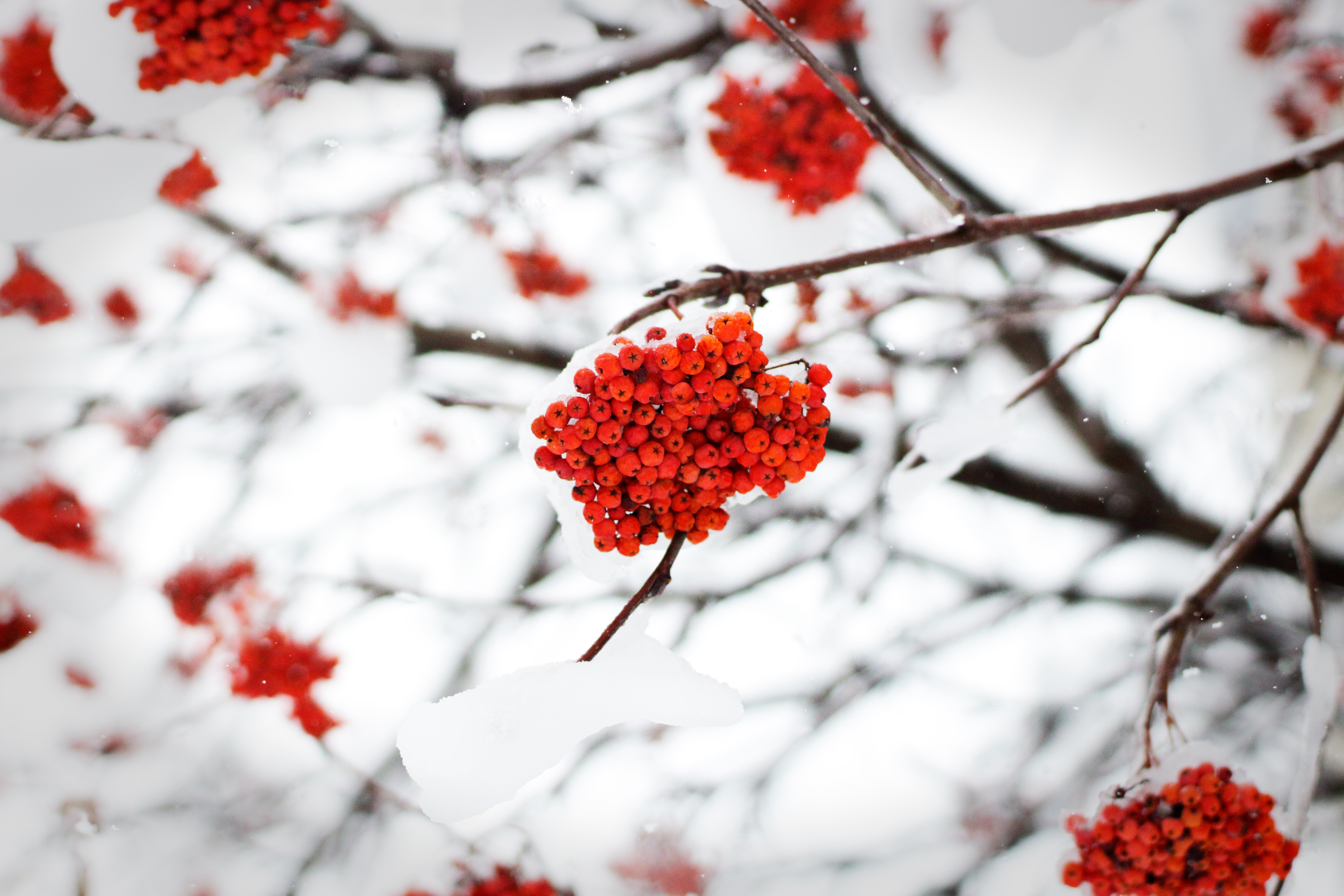153358 Hintergrundbild herunterladen winter, natur, schnee, berries, eberesche, rowan - Bildschirmschoner und Bilder kostenlos
