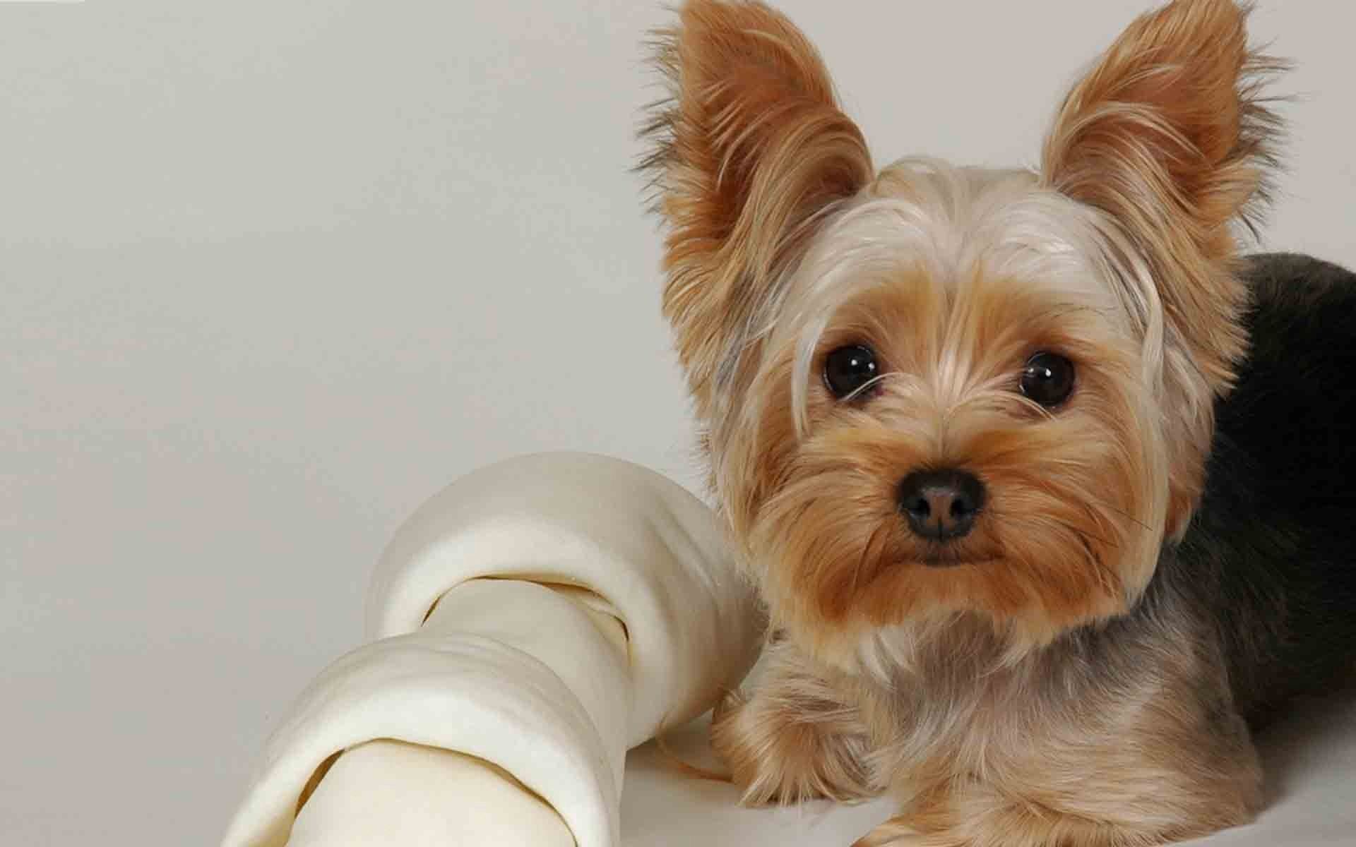 dog, animals, to lie down, lie, muzzle, beautiful, cloth, yorkshire terrier