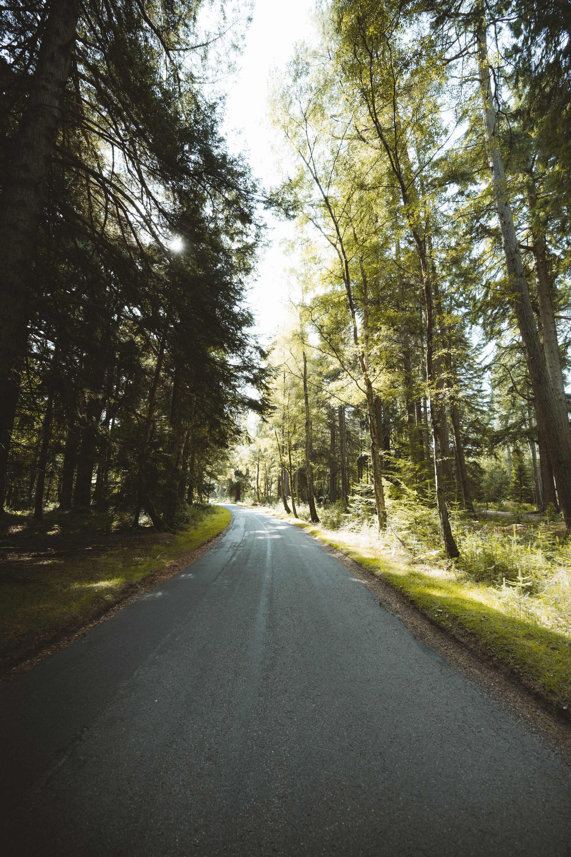 Cool Wallpapers nature, trees, road, forest, branches, dahl, distance