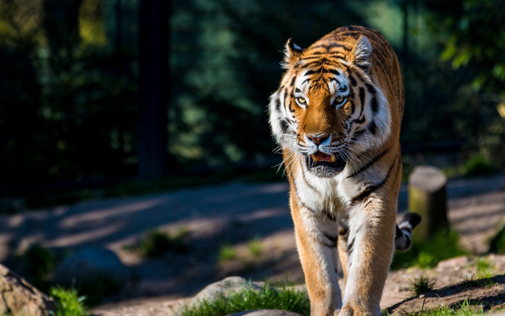 animals, predator, stroll, wild cat, wildcat, amur tiger Full HD