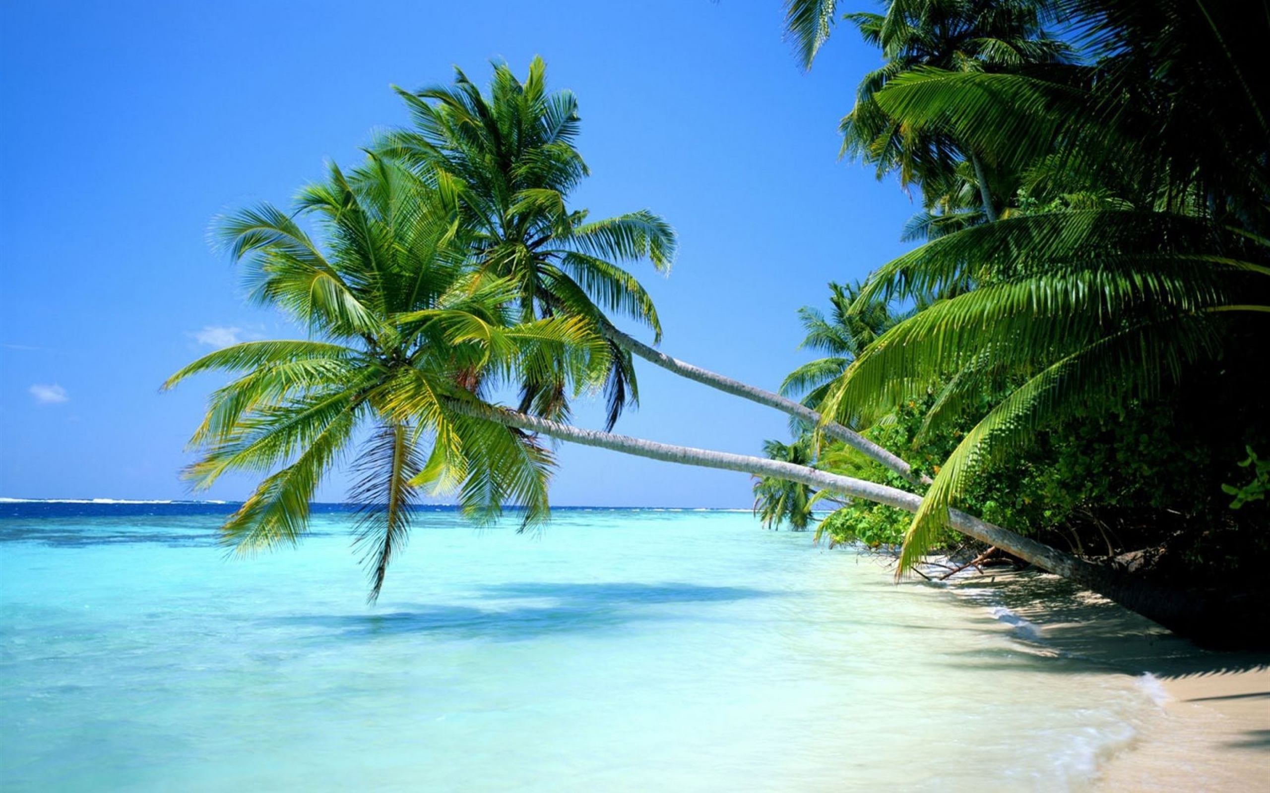 36036 скачать обои пляж, пейзаж, пальмы - заставки и картинки бесплатно
