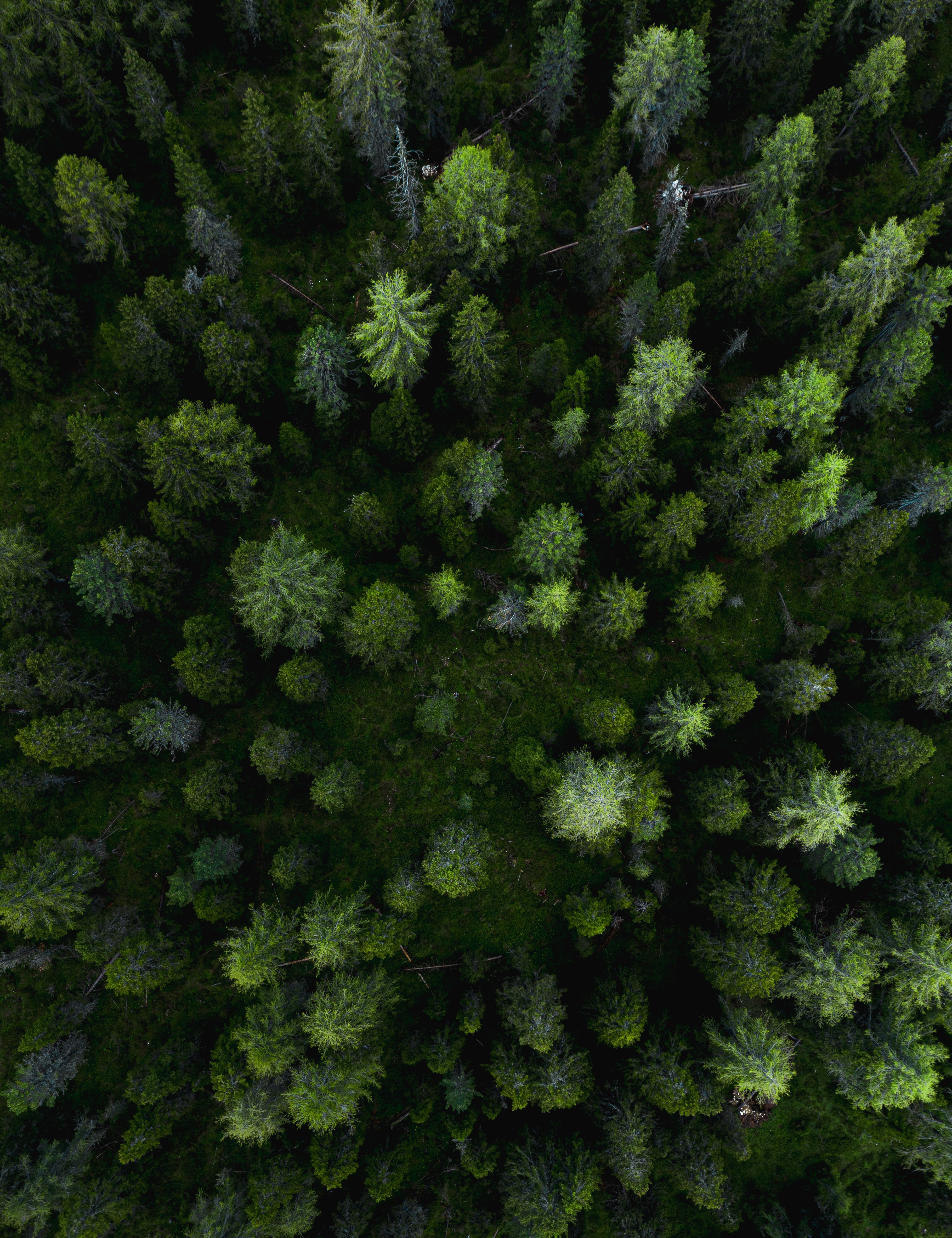 Скачать картинку Деревья, Зеленый, Вид Сверху, Лес, Сосны, Природа в телефон бесплатно.
