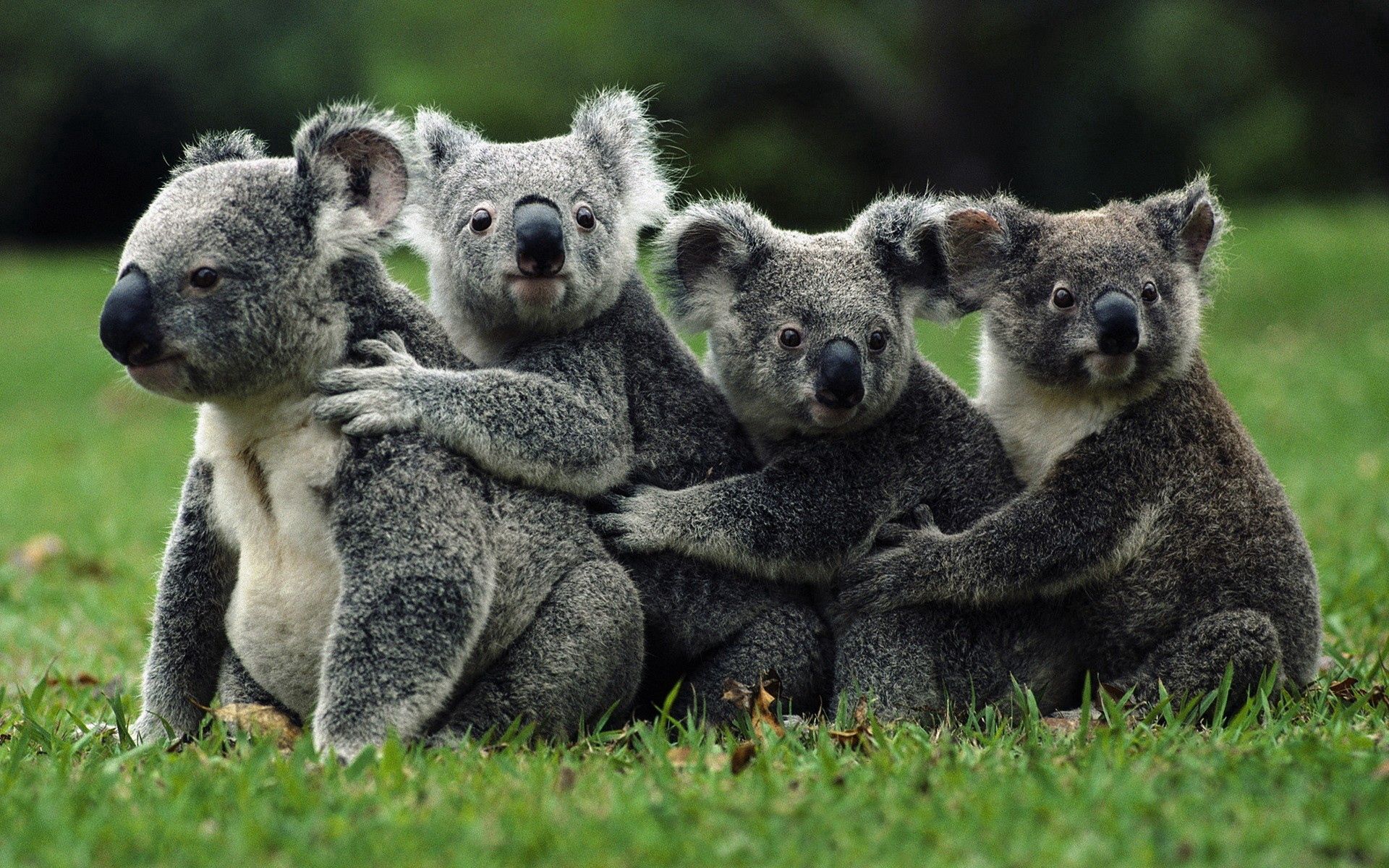 116418 descargar fondo de pantalla koalas, animales, multitud, muchedumbre, salvaje: protectores de pantalla e imágenes gratis