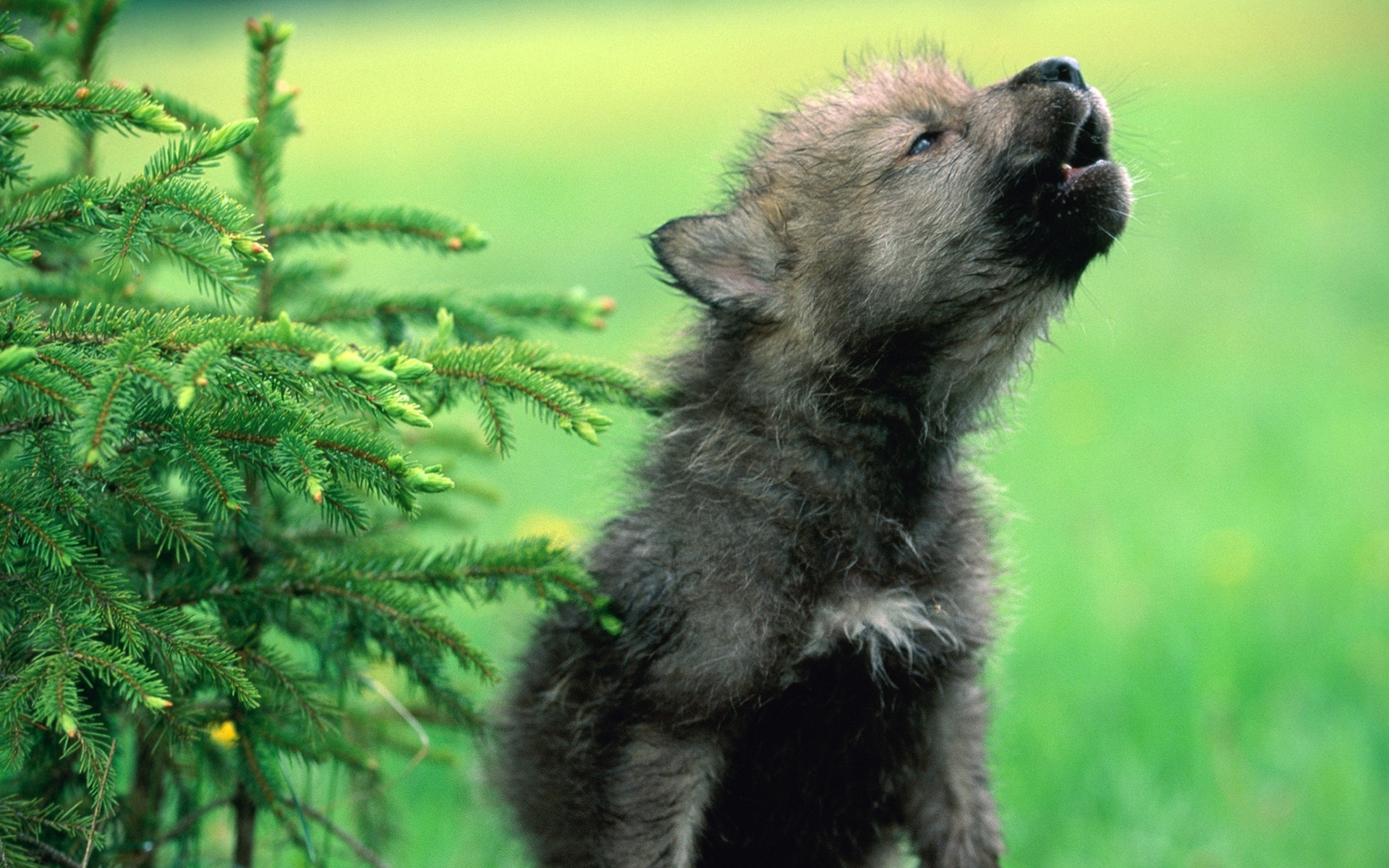 25690 descargar imagen lobos, animales, verde: fondos de pantalla y protectores de pantalla gratis