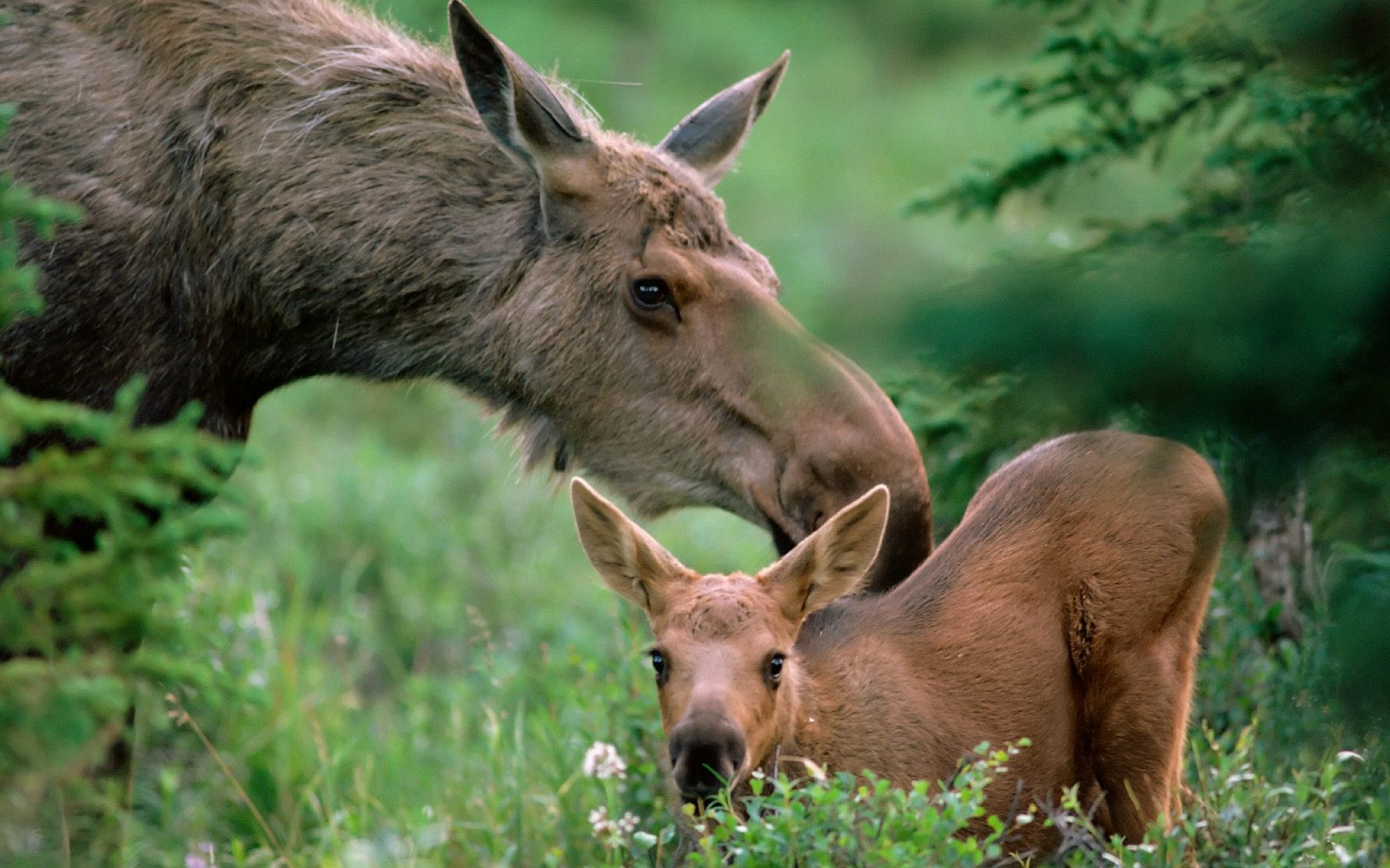 Moose Wallpapers APK for Android Download