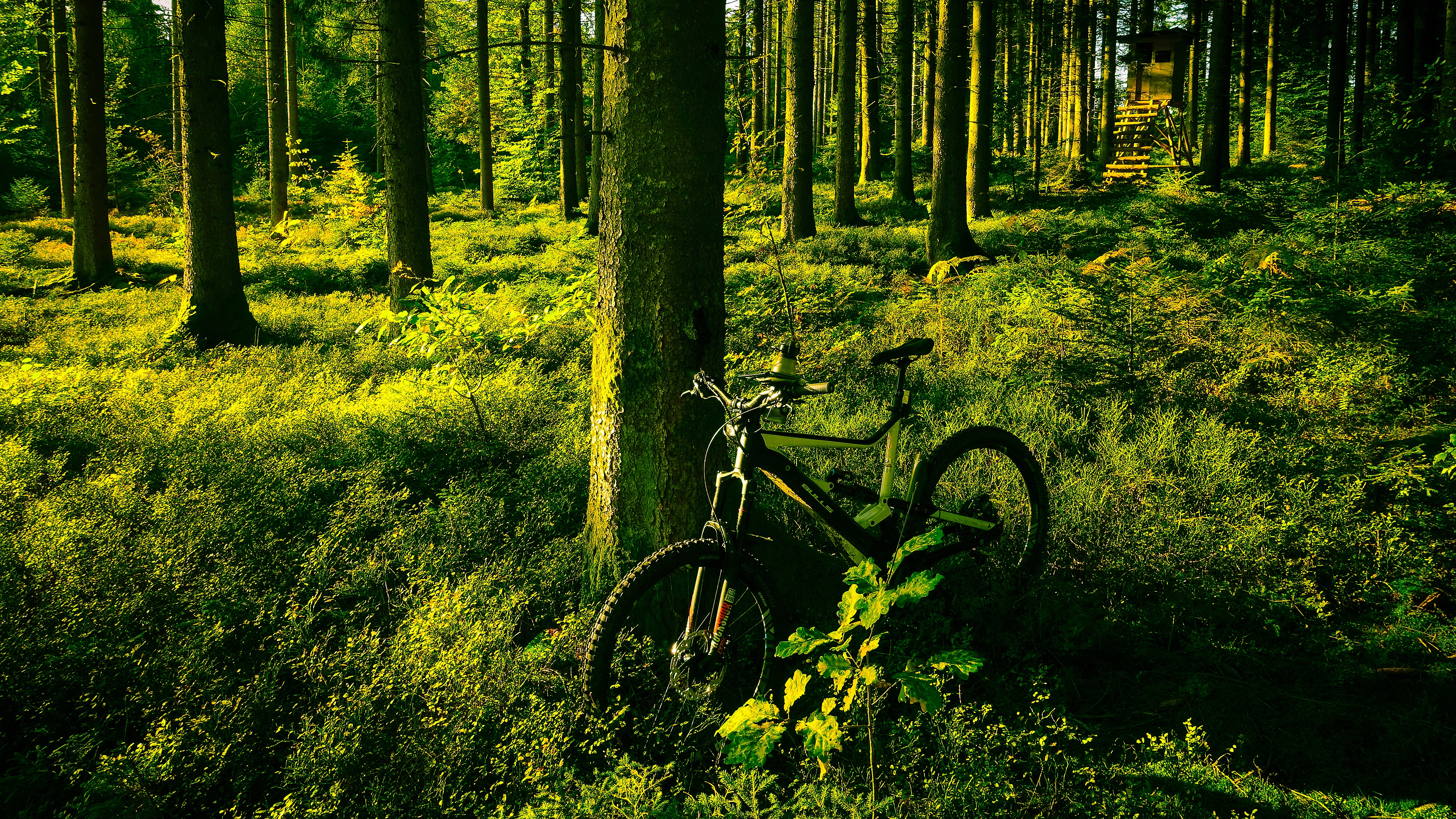trunk, vehicles, bicycle, forest, greenery, vegetation