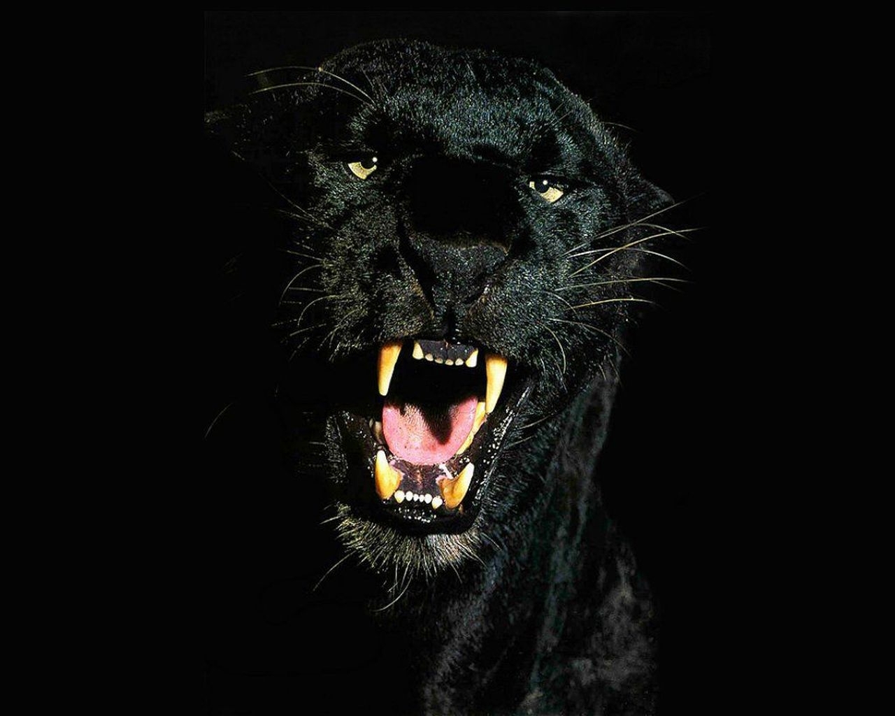 animals, panthers, black cell phone wallpapers