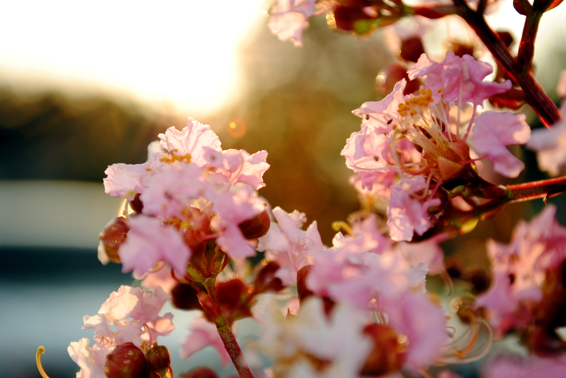 flowers, sakura, flower, earth, blossom, cherry blossom, pastel, spring