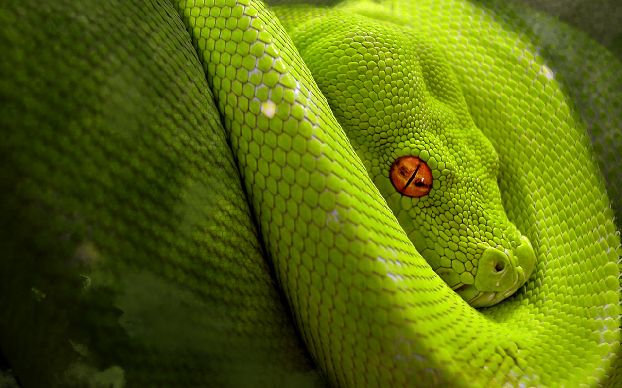  Snake HD Android Wallpapers