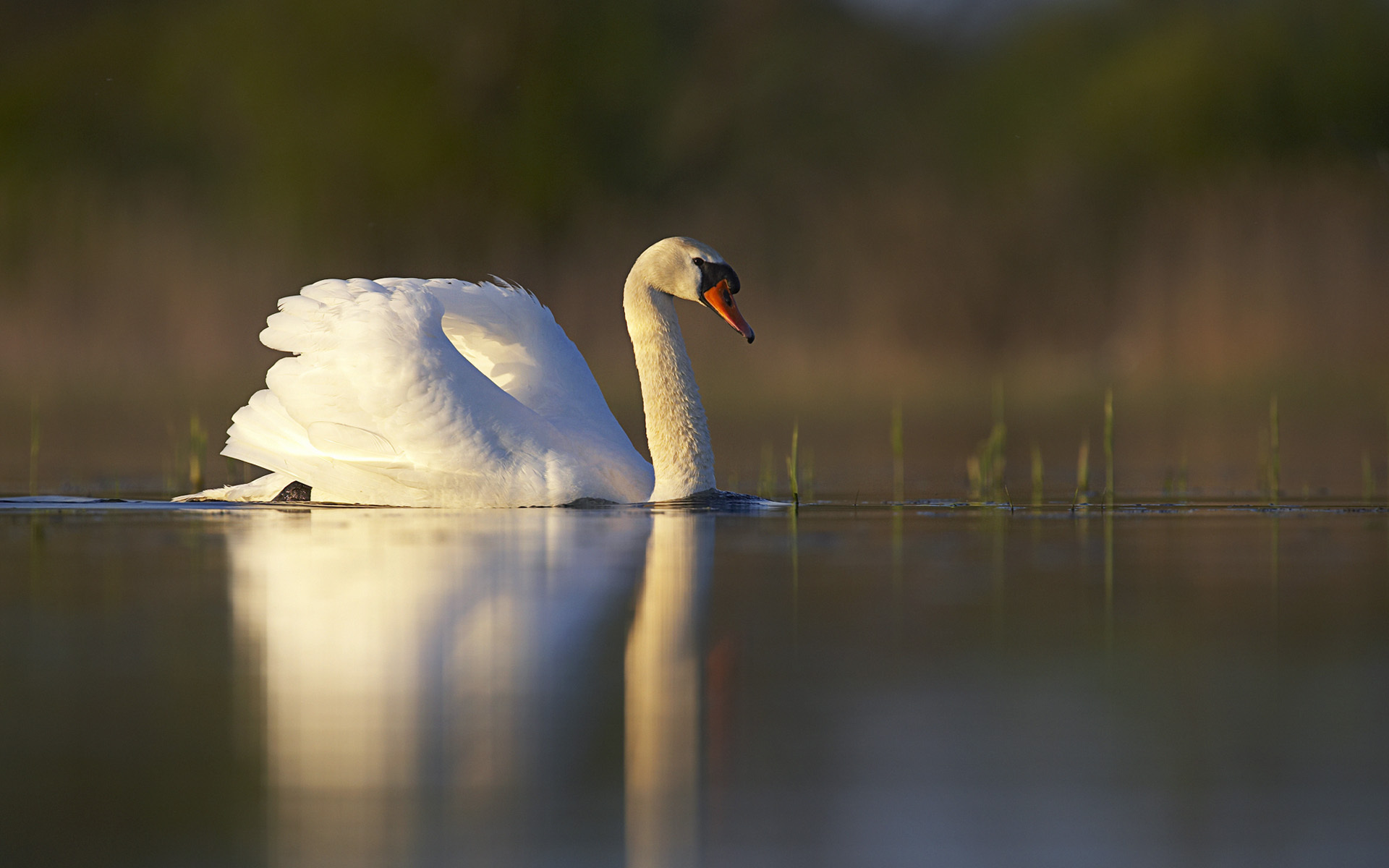 swan, animal, mute swan, bird, birds