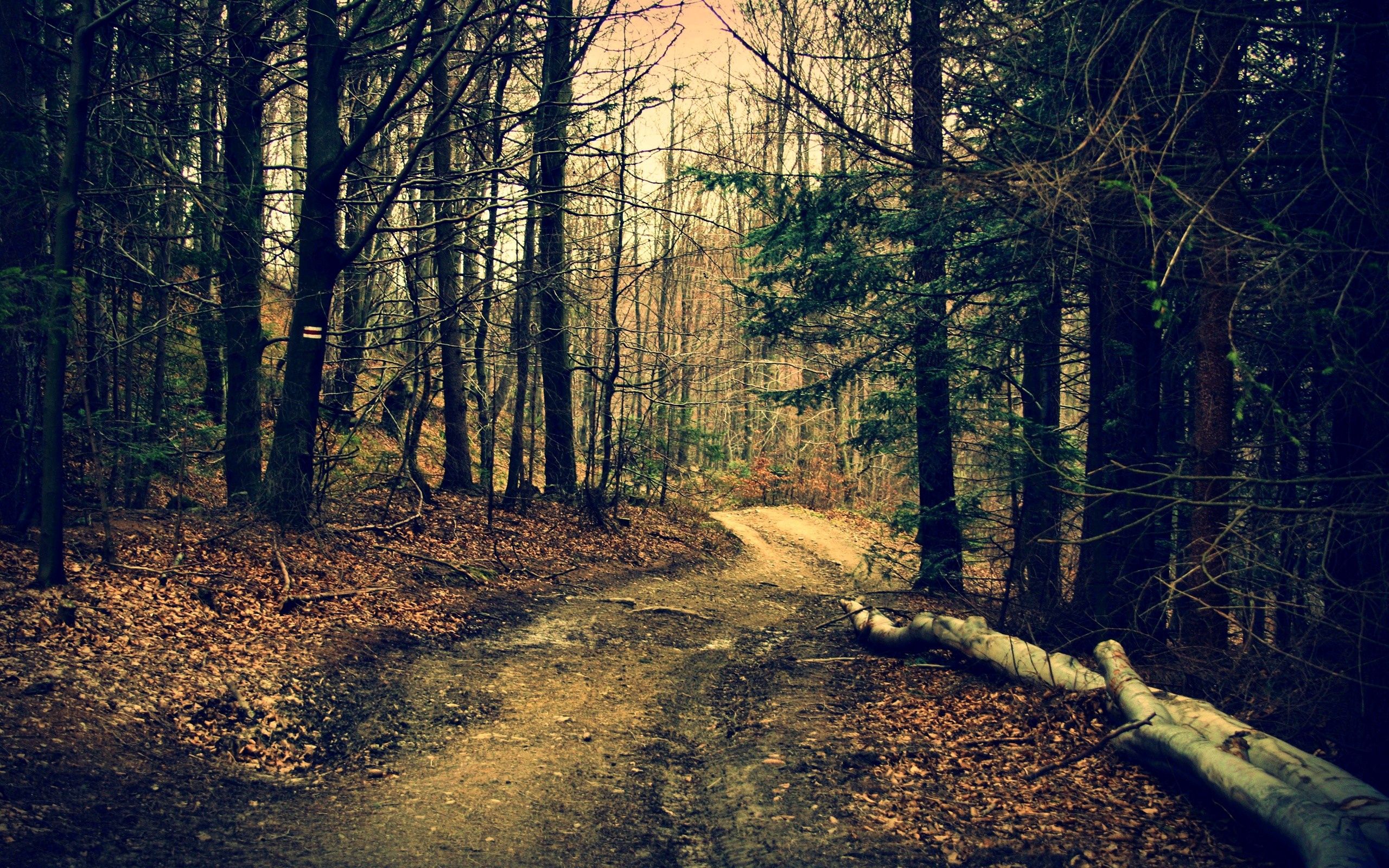Download mobile wallpaper Path, Nature, Trees, Forest, Summer for free.