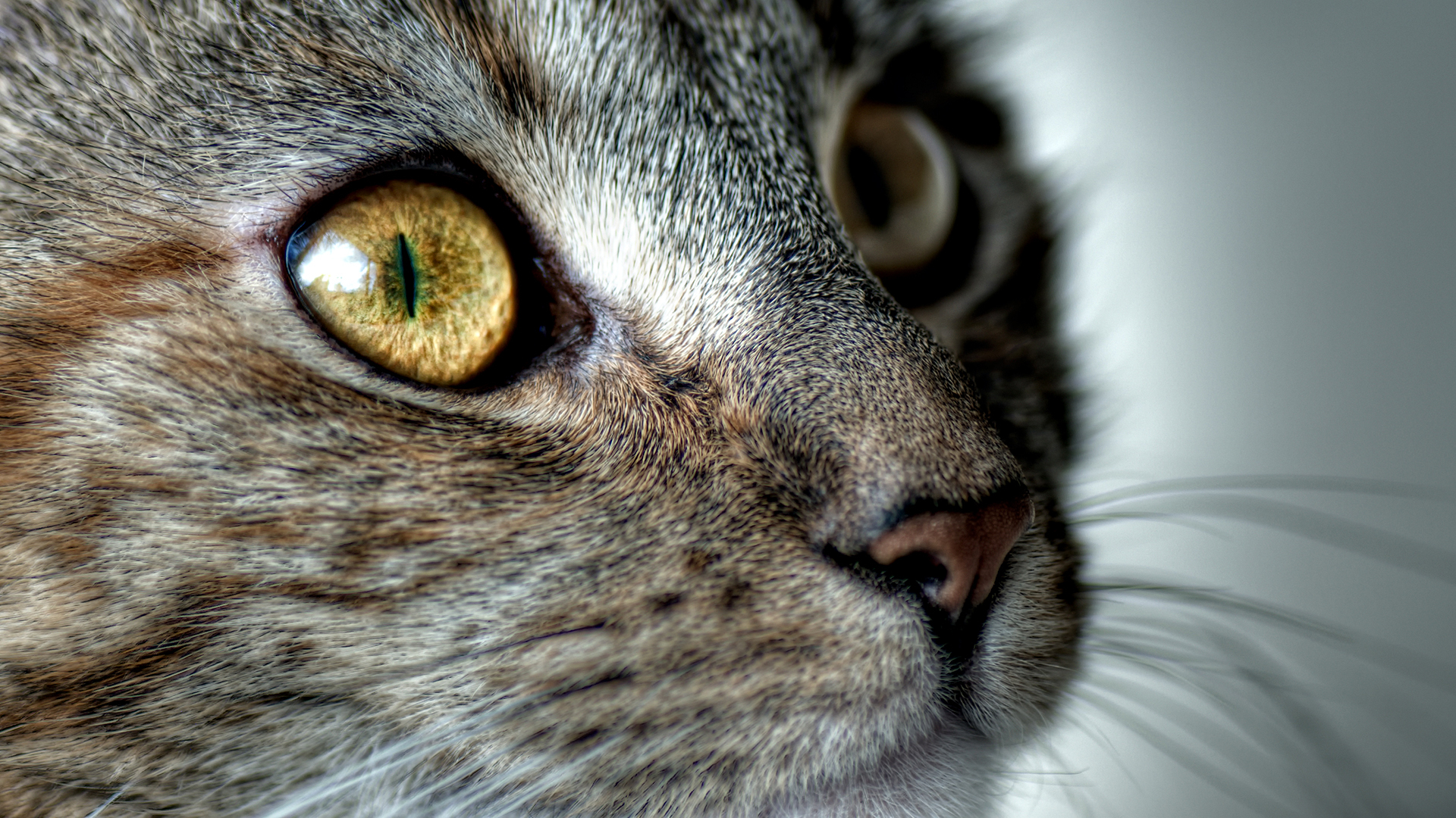 Кошачий глаз