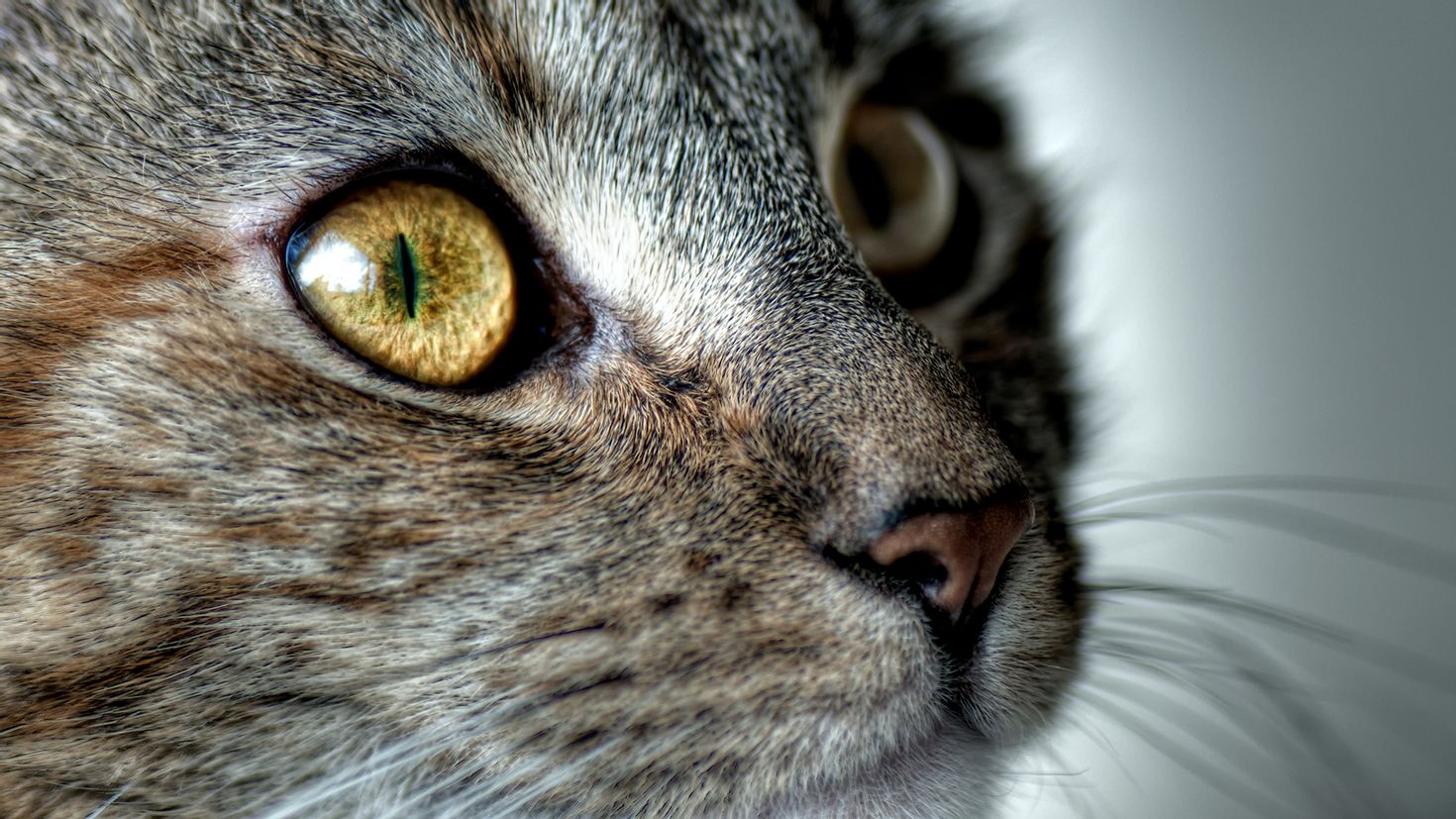Картинка на страницу. Кошачий глаз. Обои коты. Кошачьи. Кошачья морда обои.
