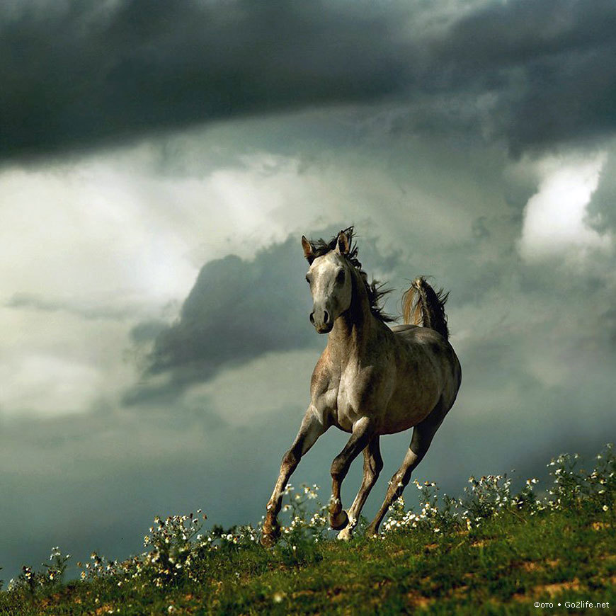 horses, animals lock screen backgrounds