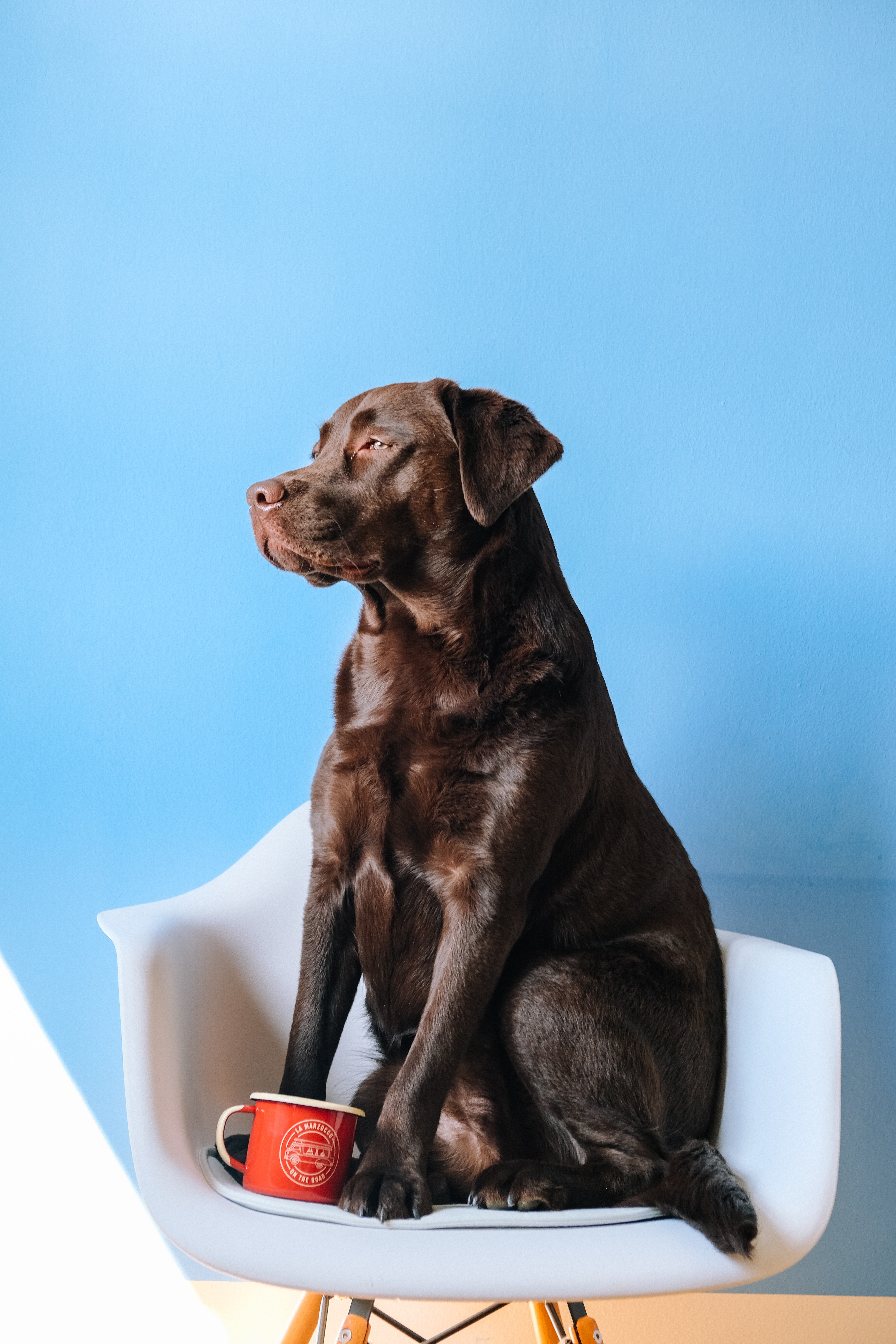 Handy-Wallpaper Tasse, Sessel, Becher, Tiere, Hund, Labrador kostenlos herunterladen.
