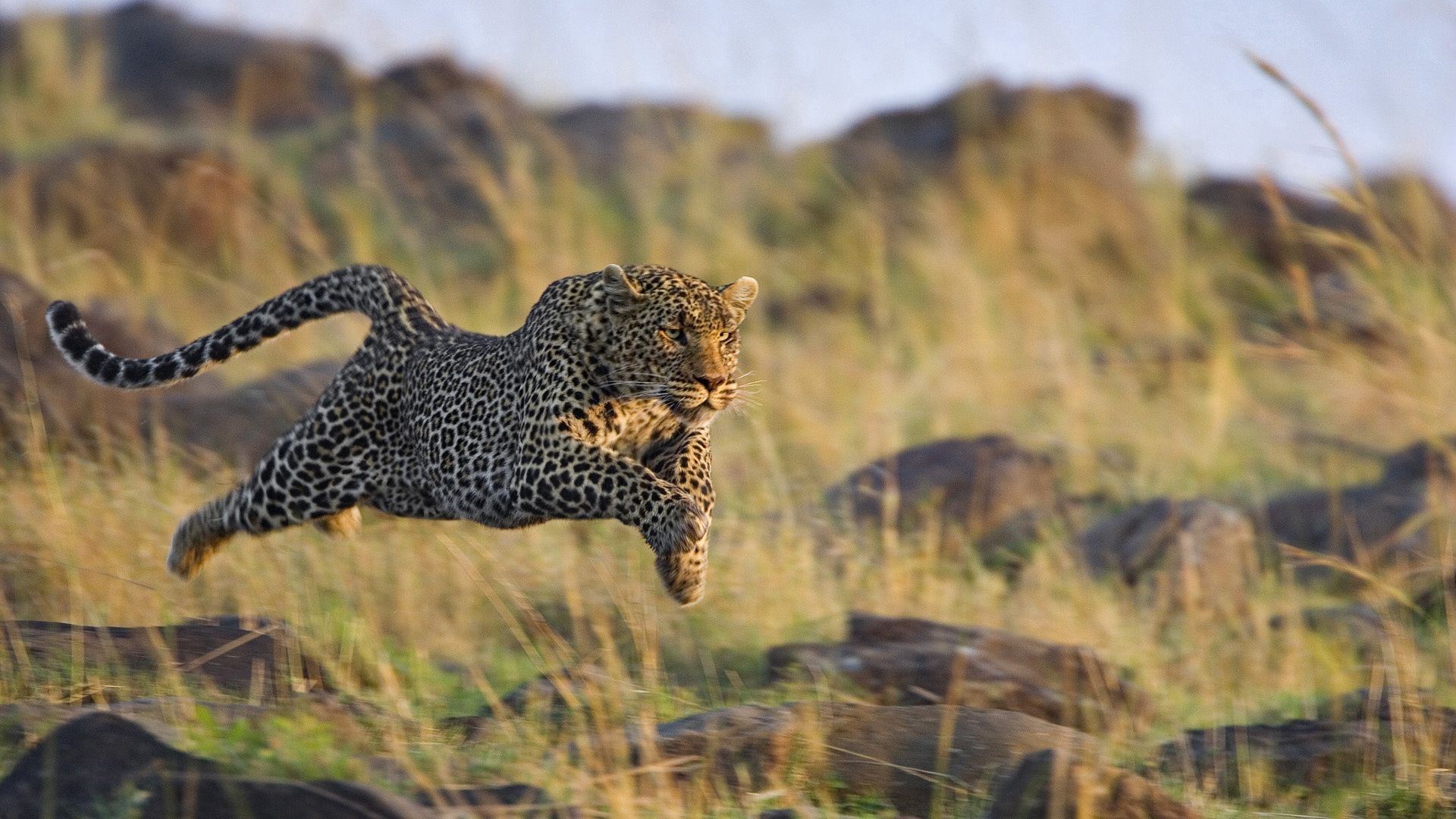 animals, run away, grass, leopard, bounce, jump, hunting, hunt, run HD wallpaper