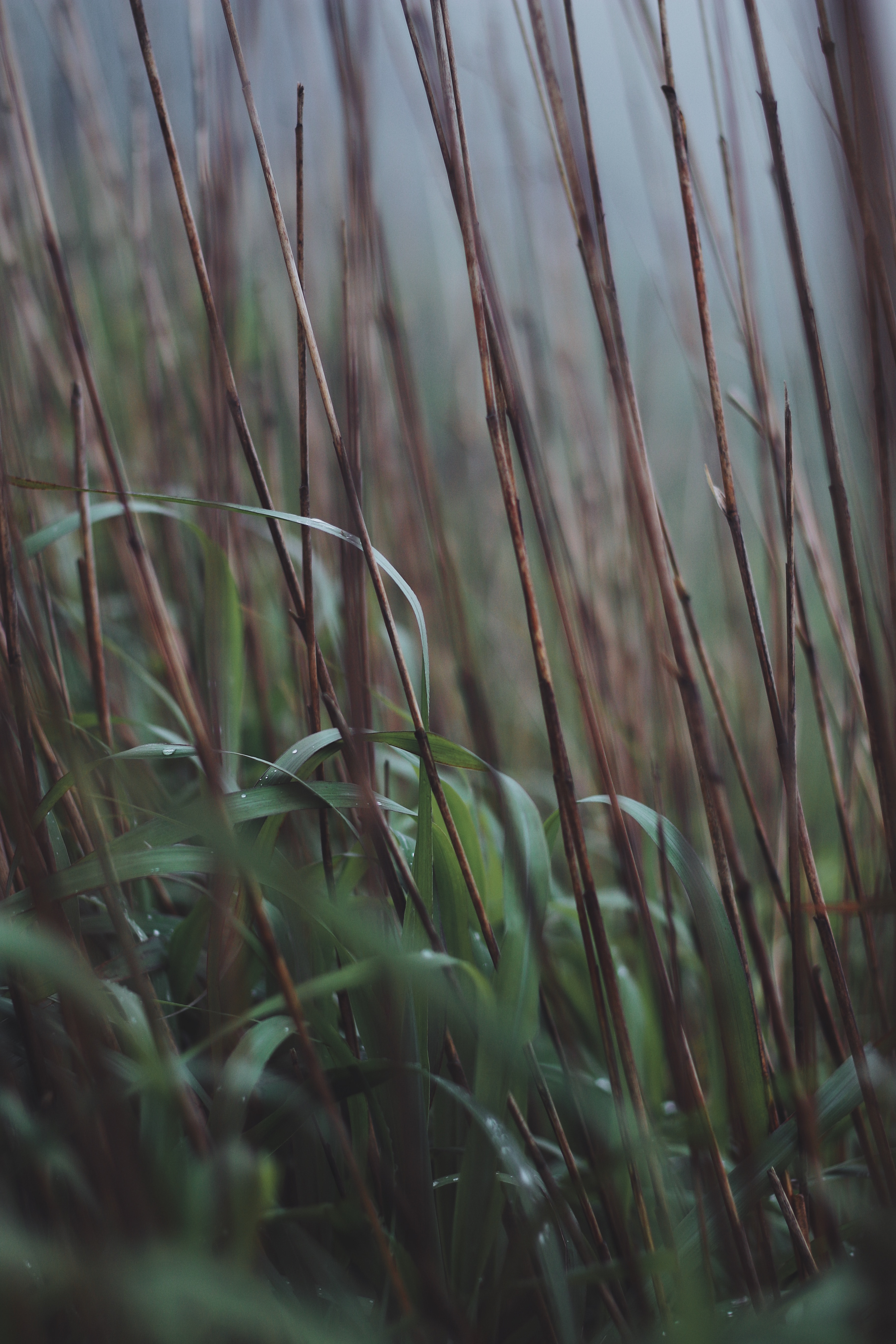 grass, macro, dry, dew, cane, stems, reed mobile wallpaper