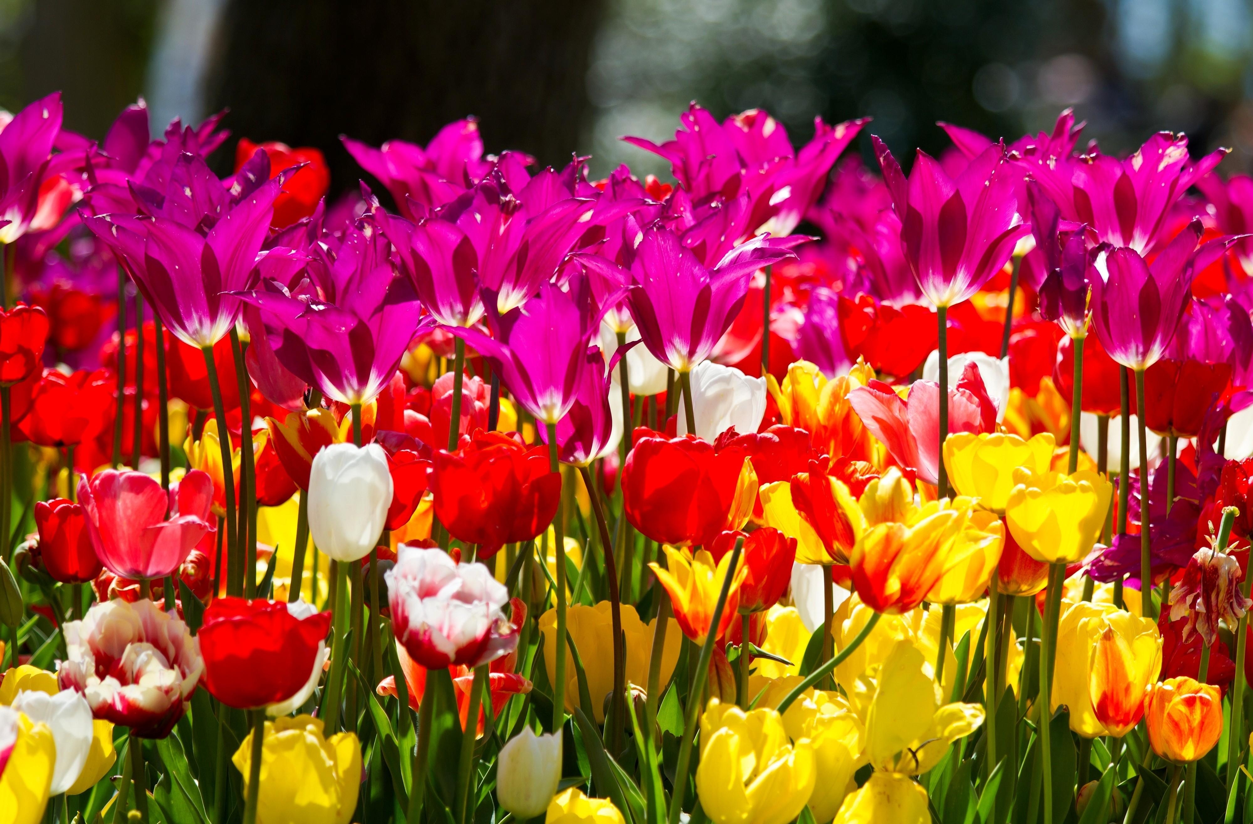 146914 Hintergrundbild herunterladen blumen, tulpen, blumenbeet, anders, verschieden, sonnig, sonnigen - Bildschirmschoner und Bilder kostenlos