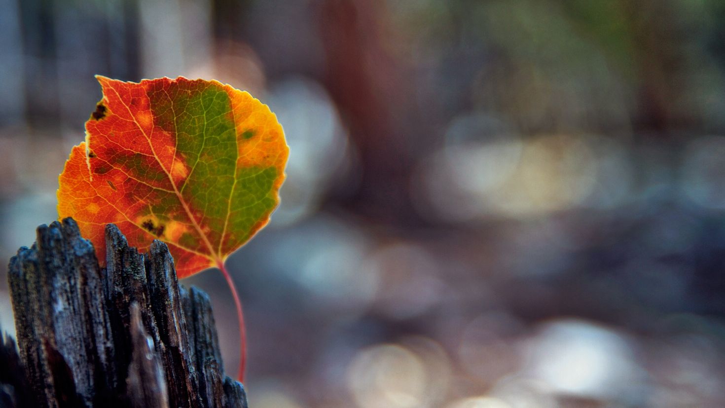Осенний лист Макросъемка