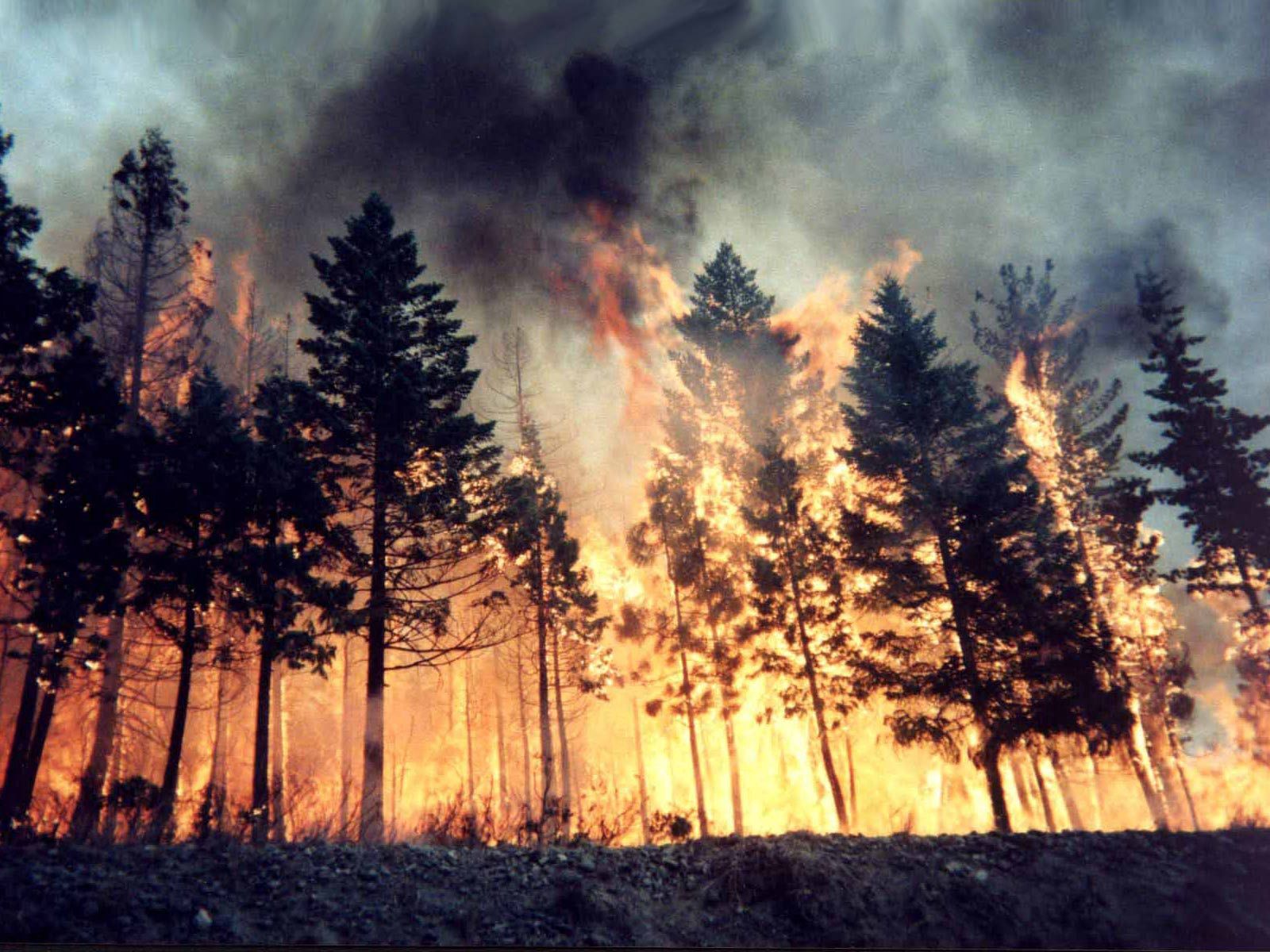 89347 завантажити шпалери природа, дерева, вогонь, ліс, елемент, стихія, полум’я, пожежа - заставки і картинки безкоштовно