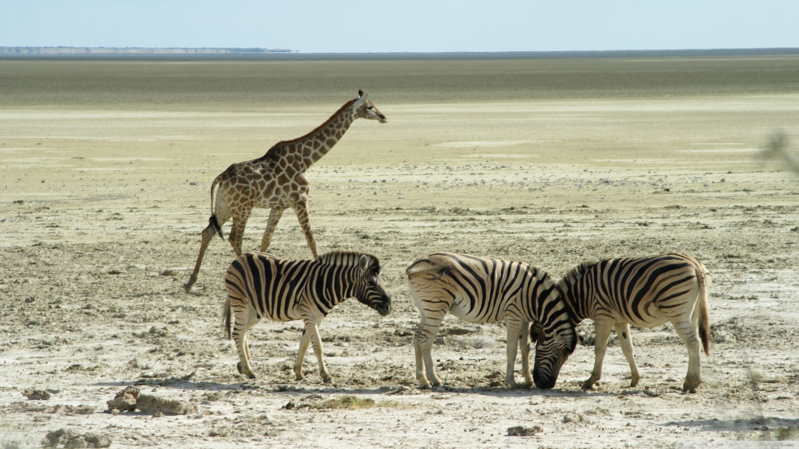 645392 скачать картинку животные, зебра, жираф - обои и заставки бесплатно