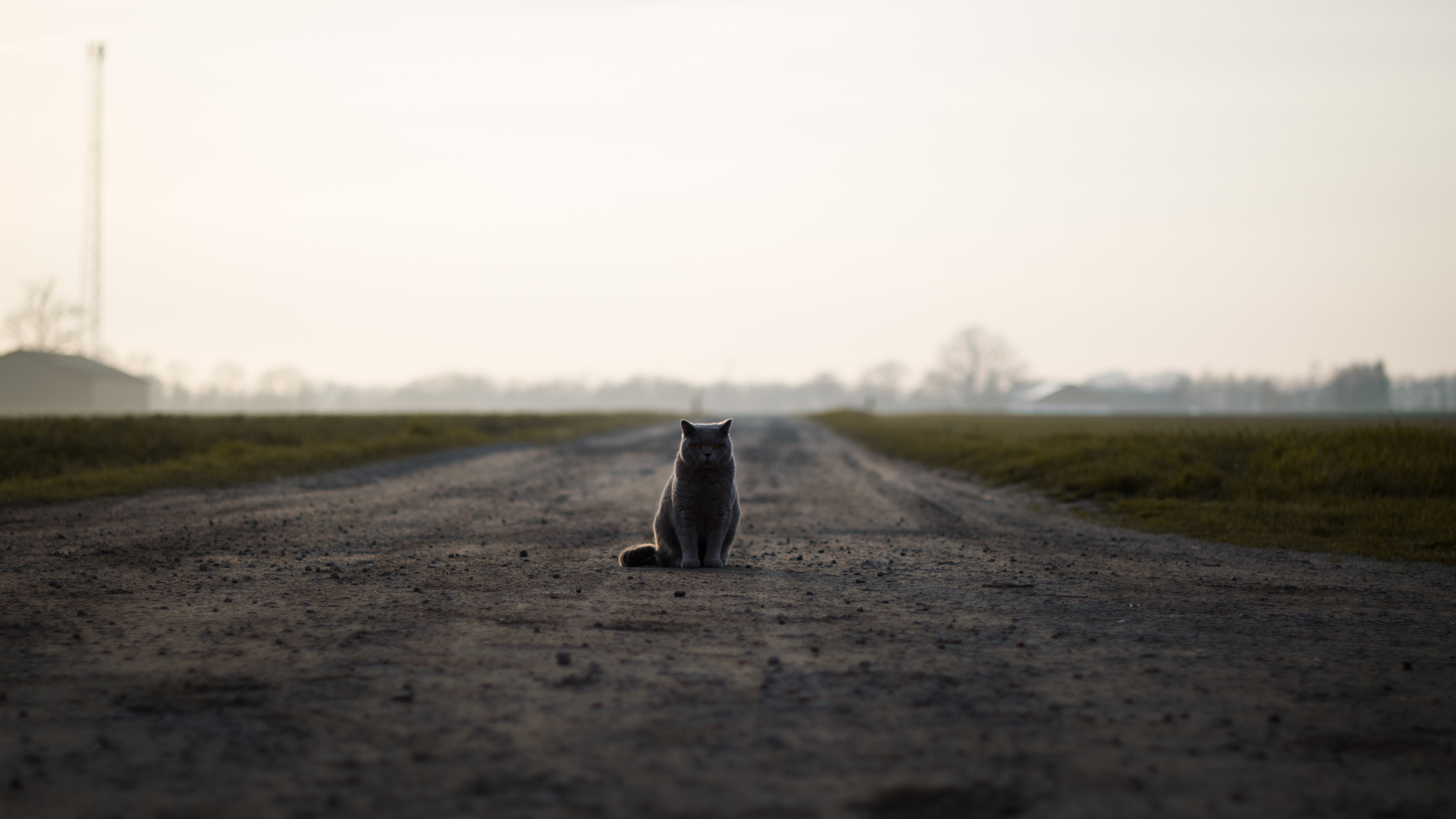 animals, road, cat, is sitting, sits, briton Full HD