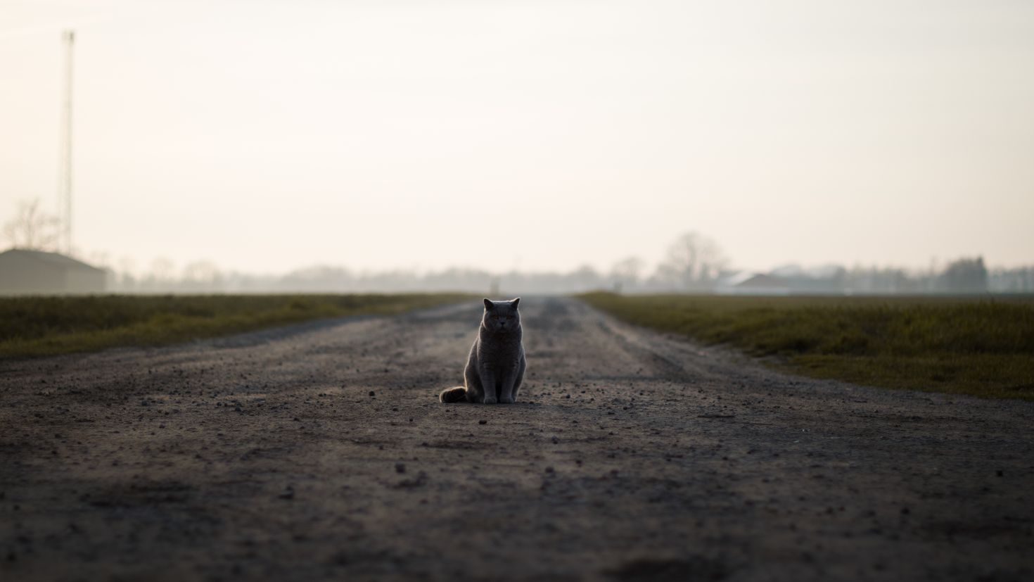 Далекий кот. Кот на дороге. Котенок на дороге. Одинокий кот на дороге.