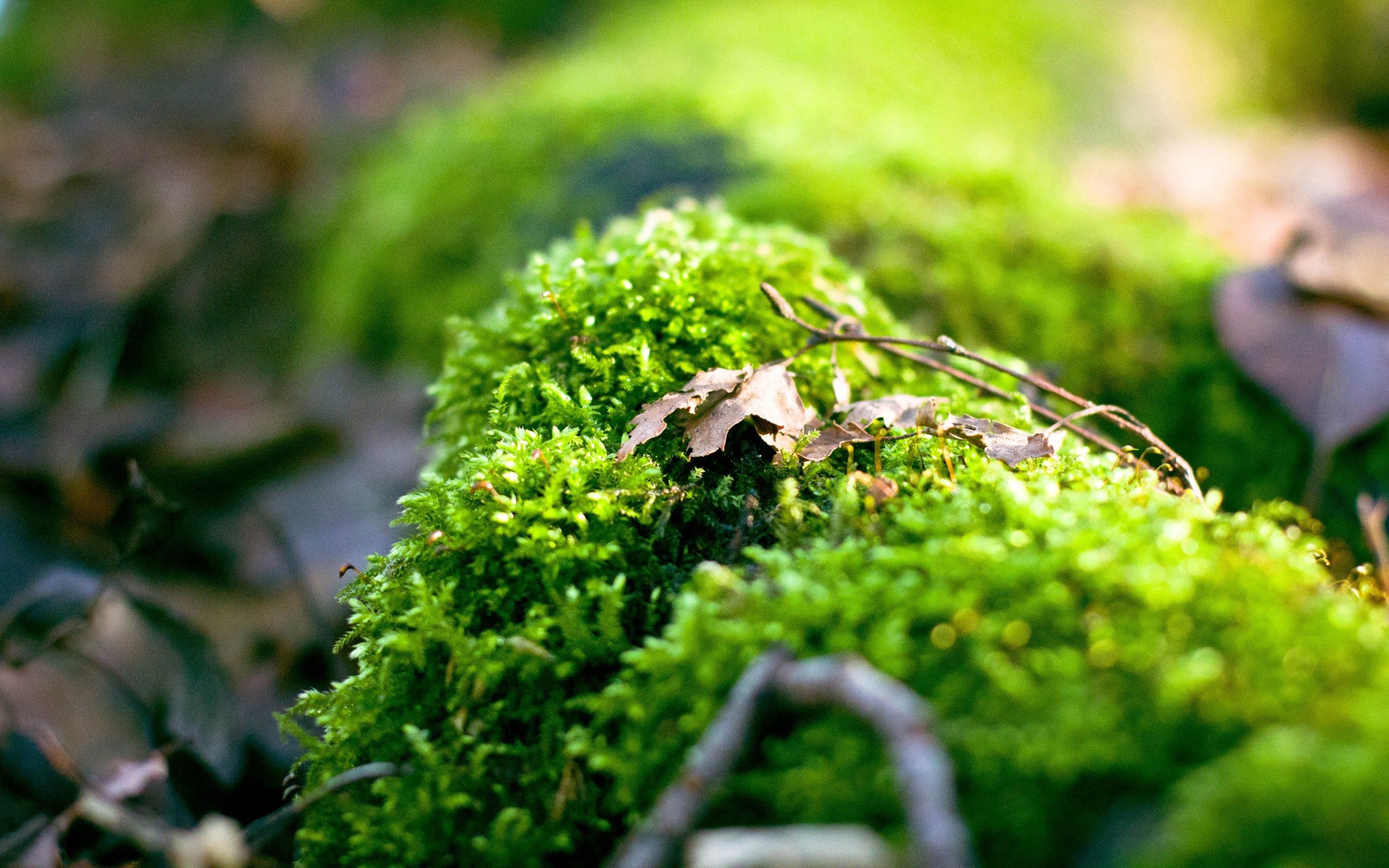Download mobile wallpaper Macro, Plant, Moss, Light, Shine, Background for free.