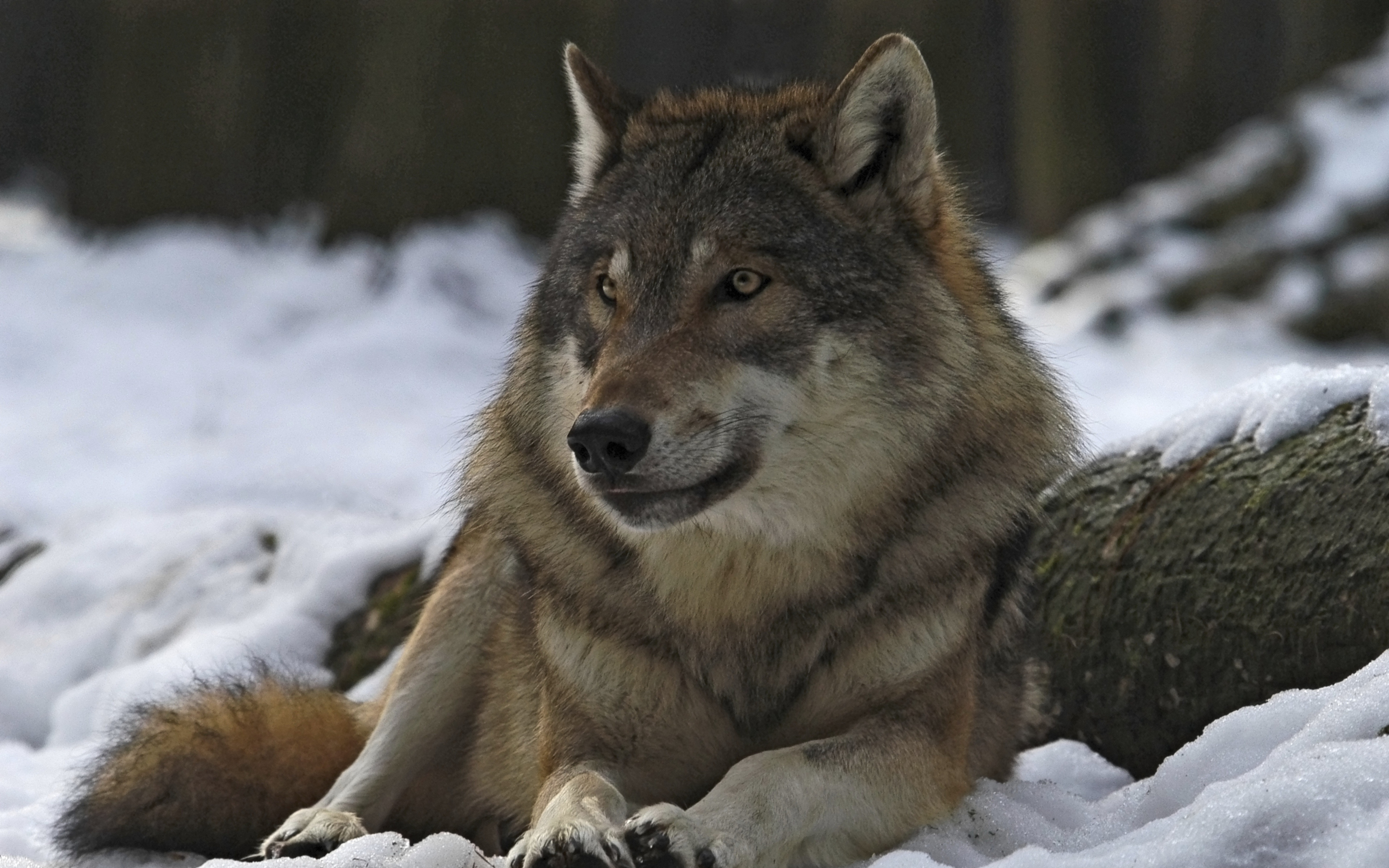gray wolf, animal, snow, wolves Desktop Wallpaper