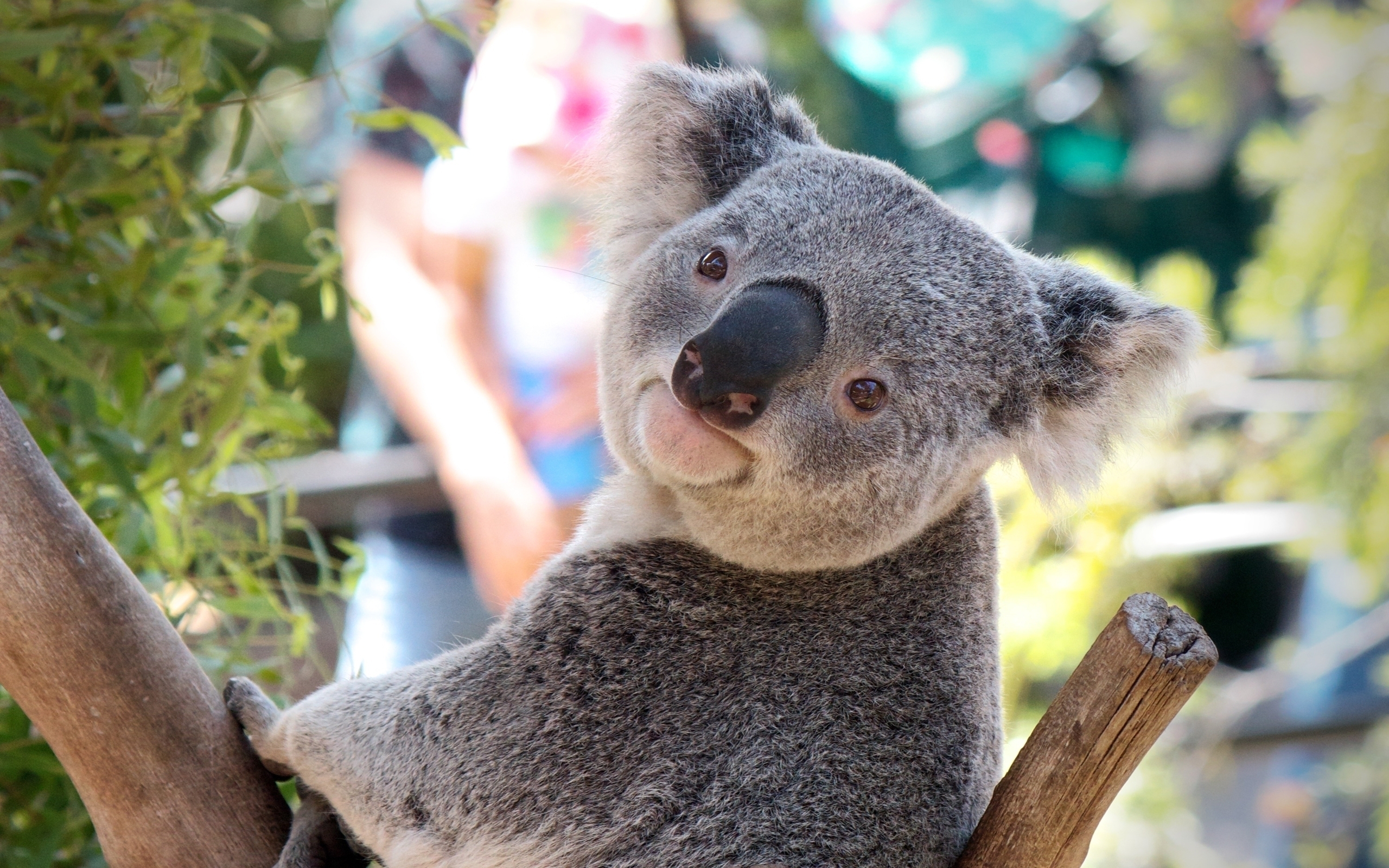 47494 Hintergrundbild herunterladen koalas, tiere - Bildschirmschoner und Bilder kostenlos