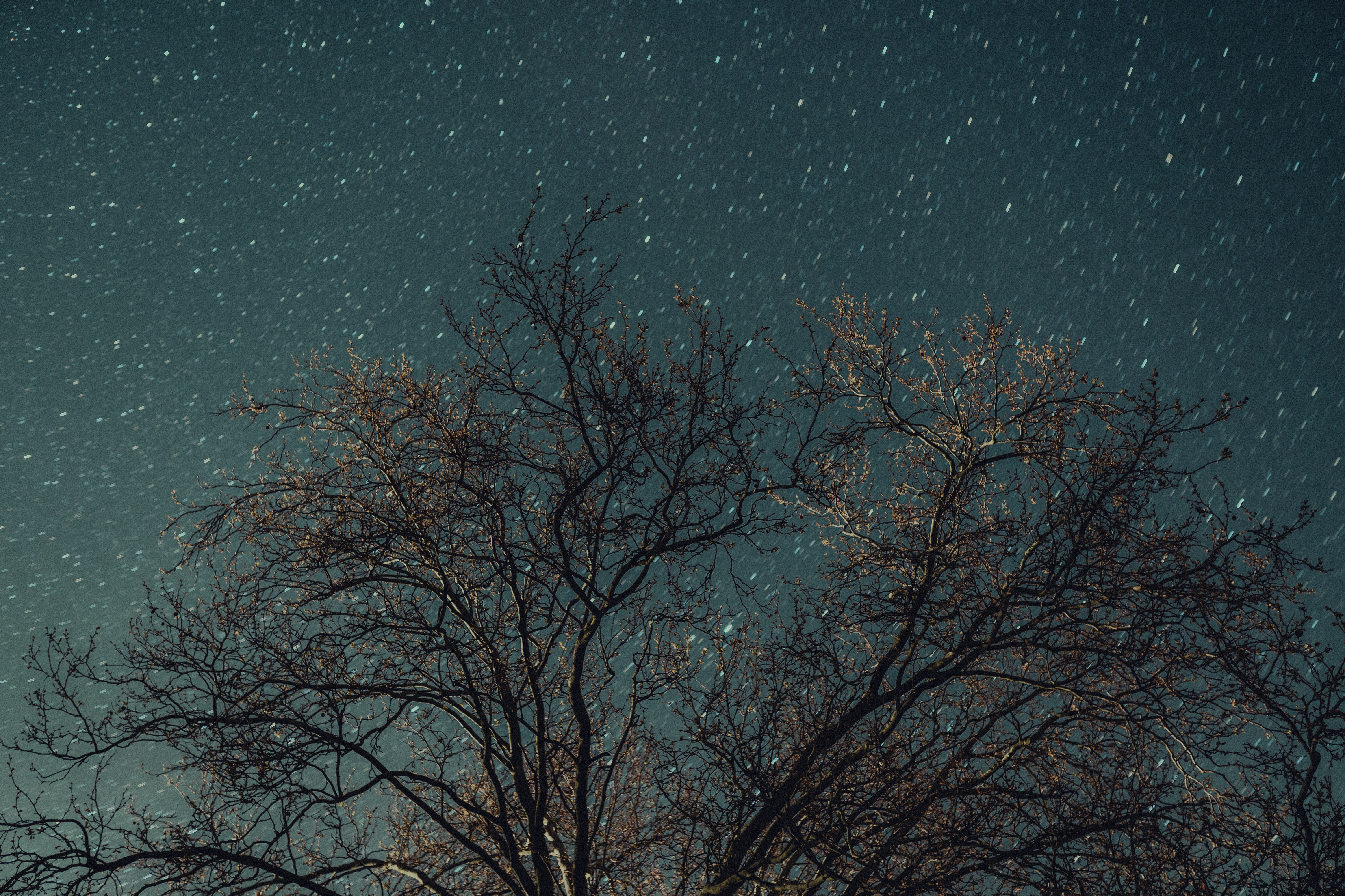 Download mobile wallpaper Nature, Wood, Tree, Starry Sky, Stars, Night for free.
