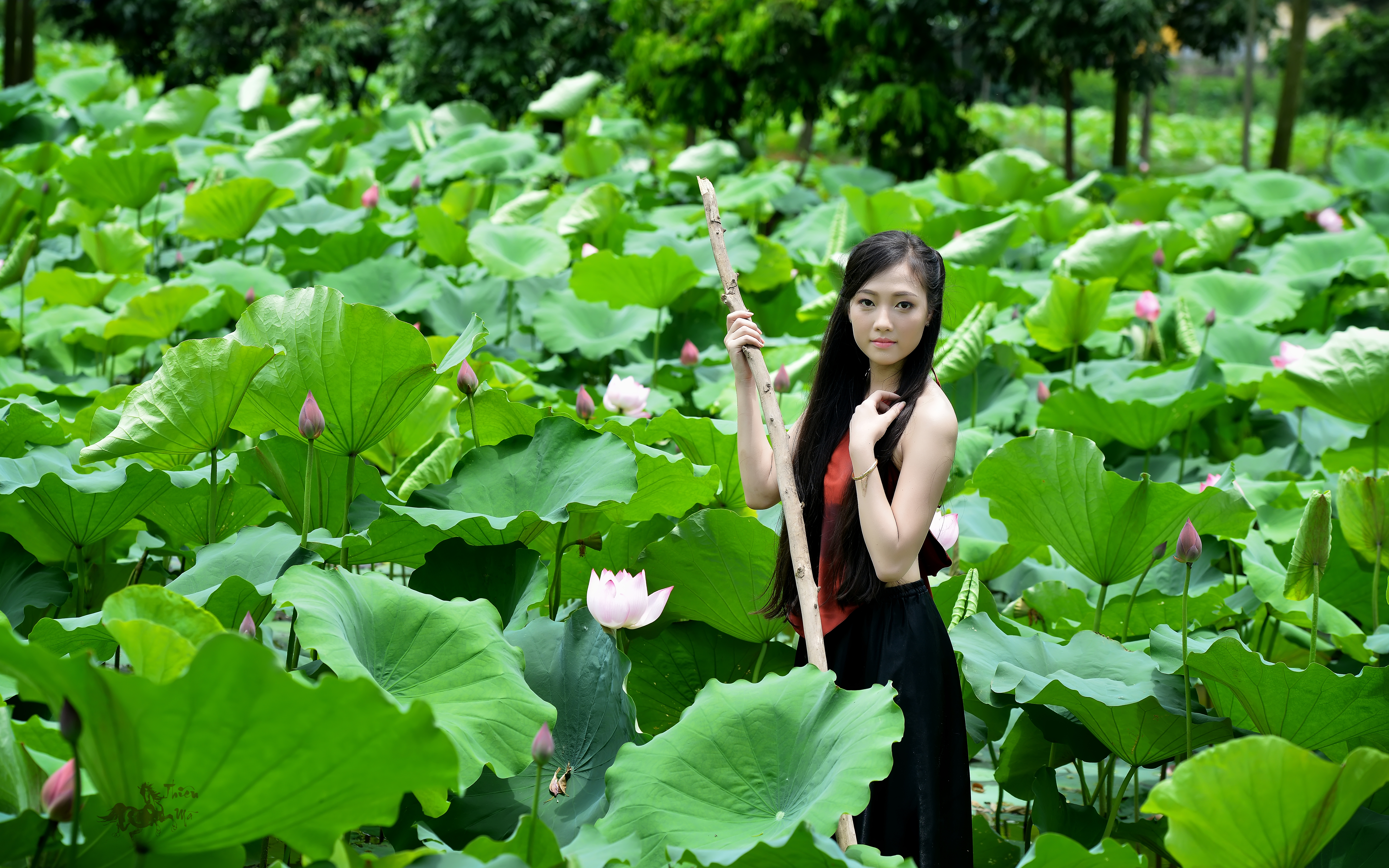 Mobile wallpaper lotus, pond, women, asian, leaf, vietnamese