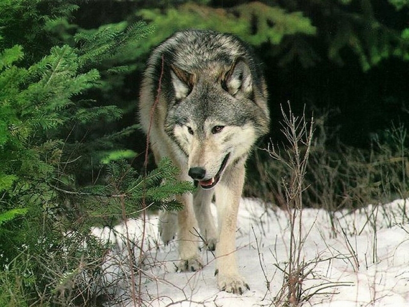 wolfs, animals iphone wallpaper