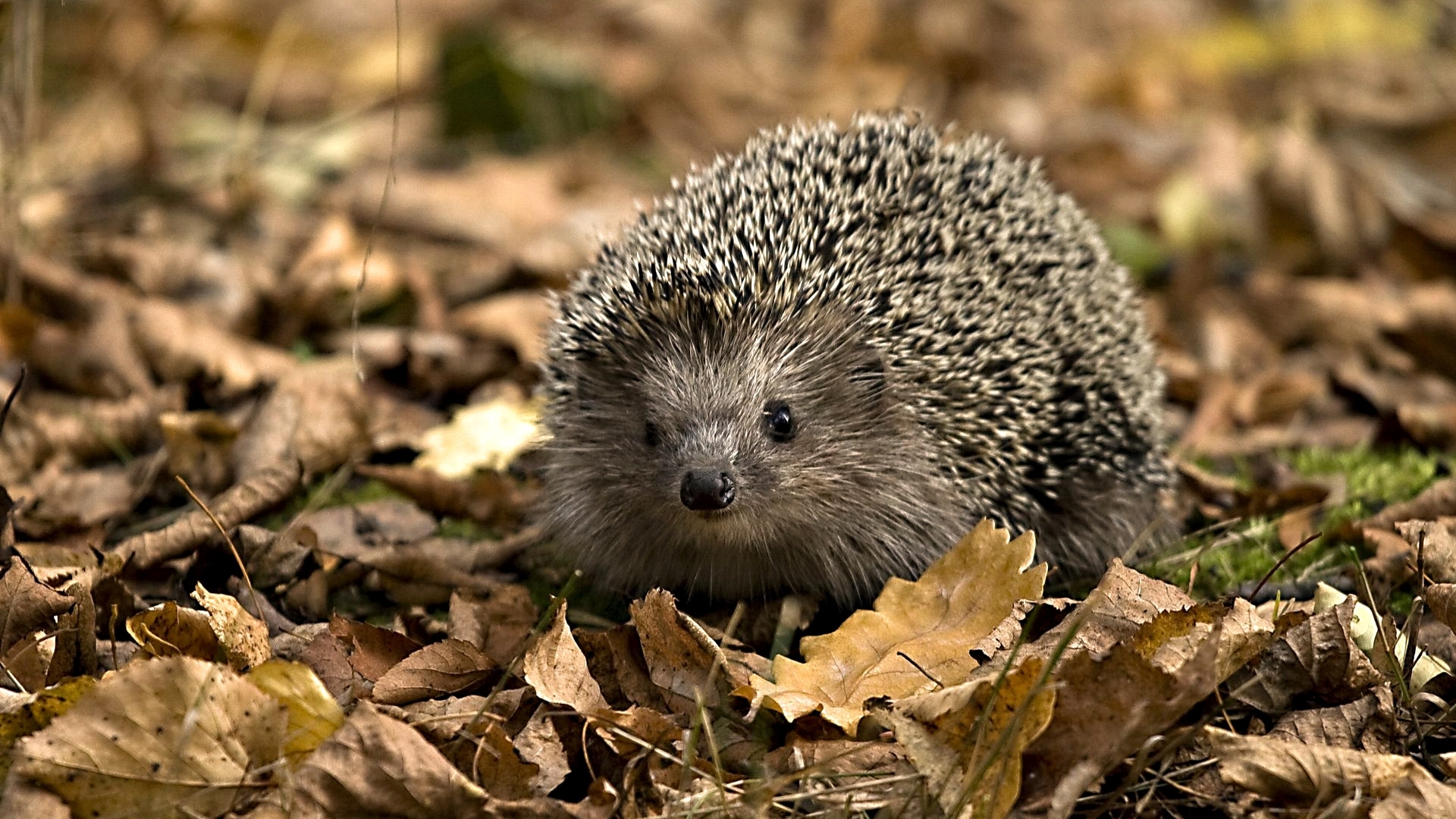 animals, hedgehogs, orange 2160p