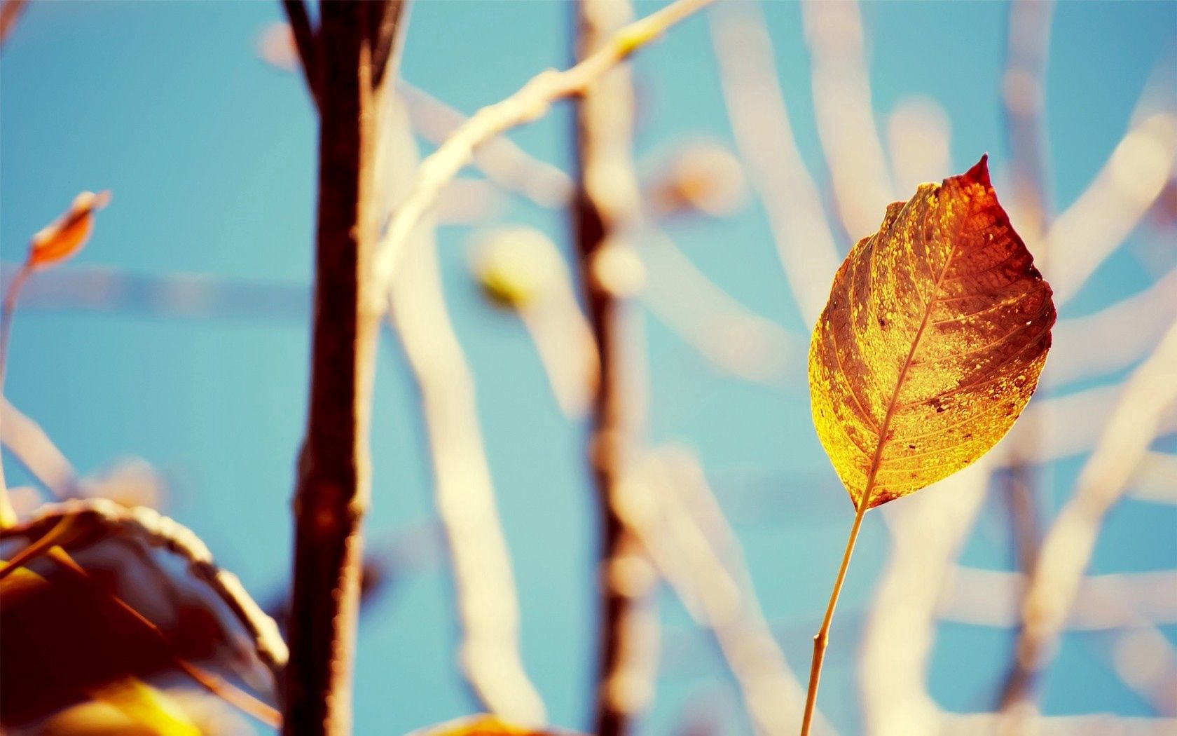 Download mobile wallpaper Branches, Macro, Leaves, Plant, Shine, Autumn, Light for free.