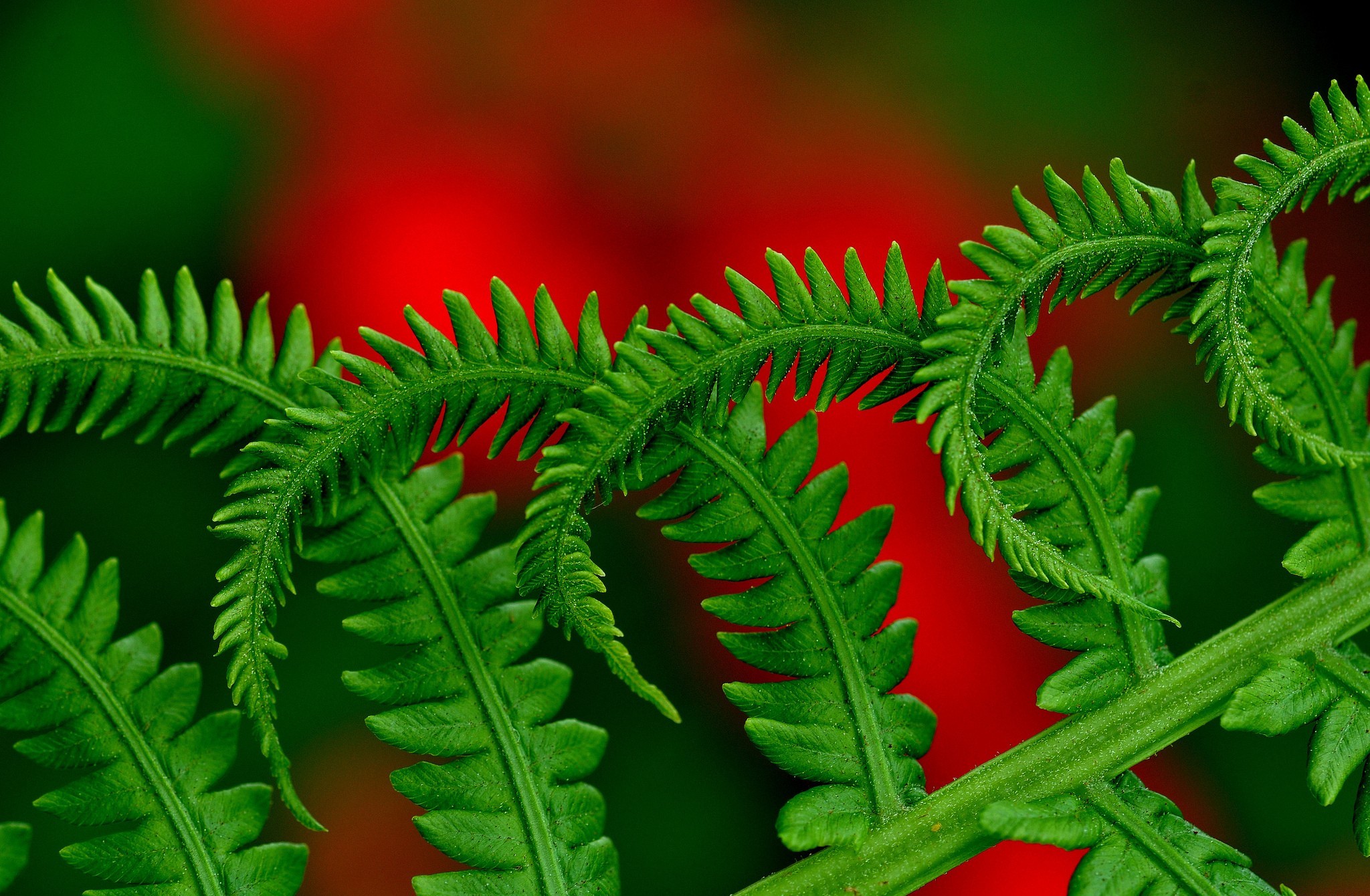 Красный Папоротник Растение