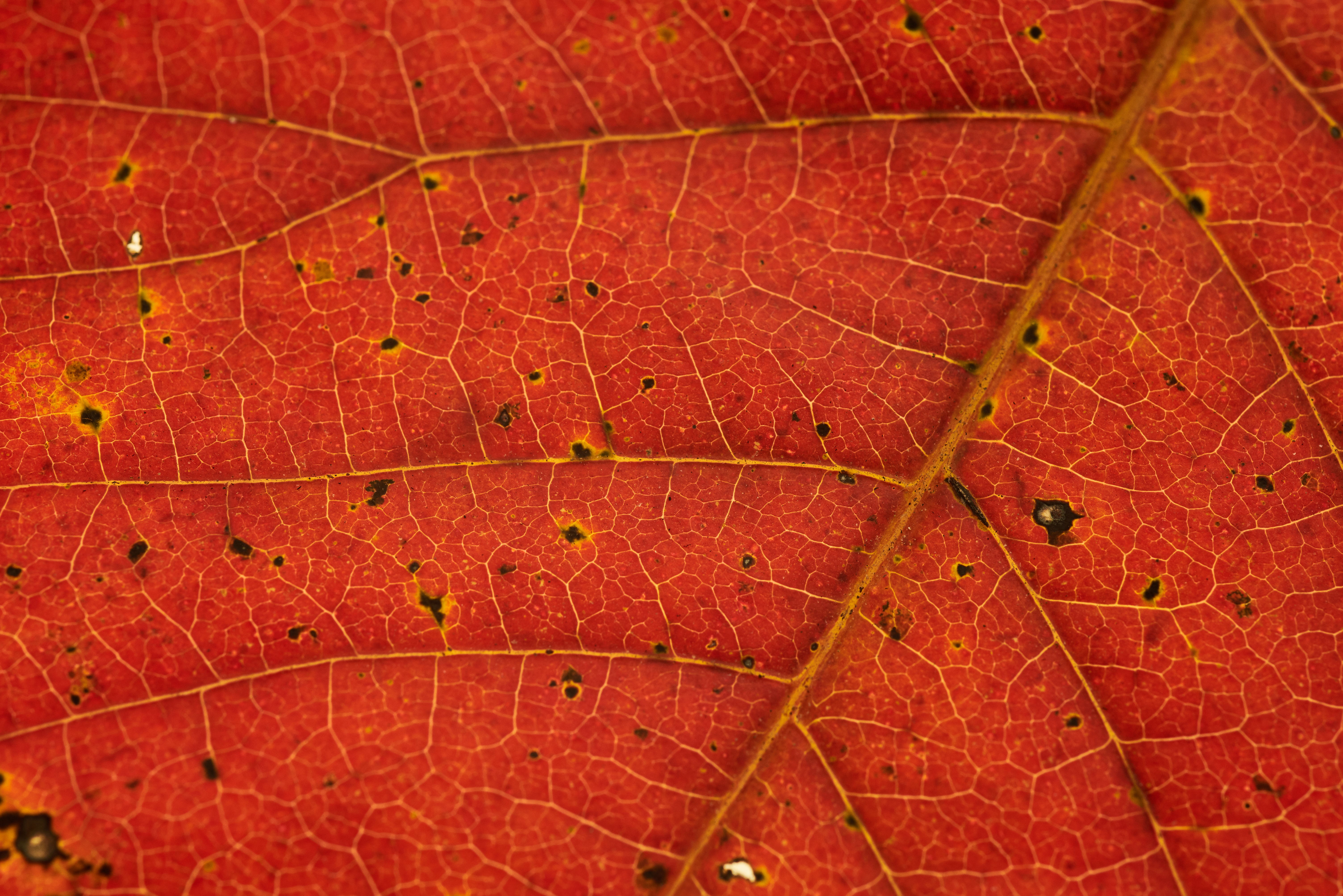 Free HD red, macro, leaf, veins
