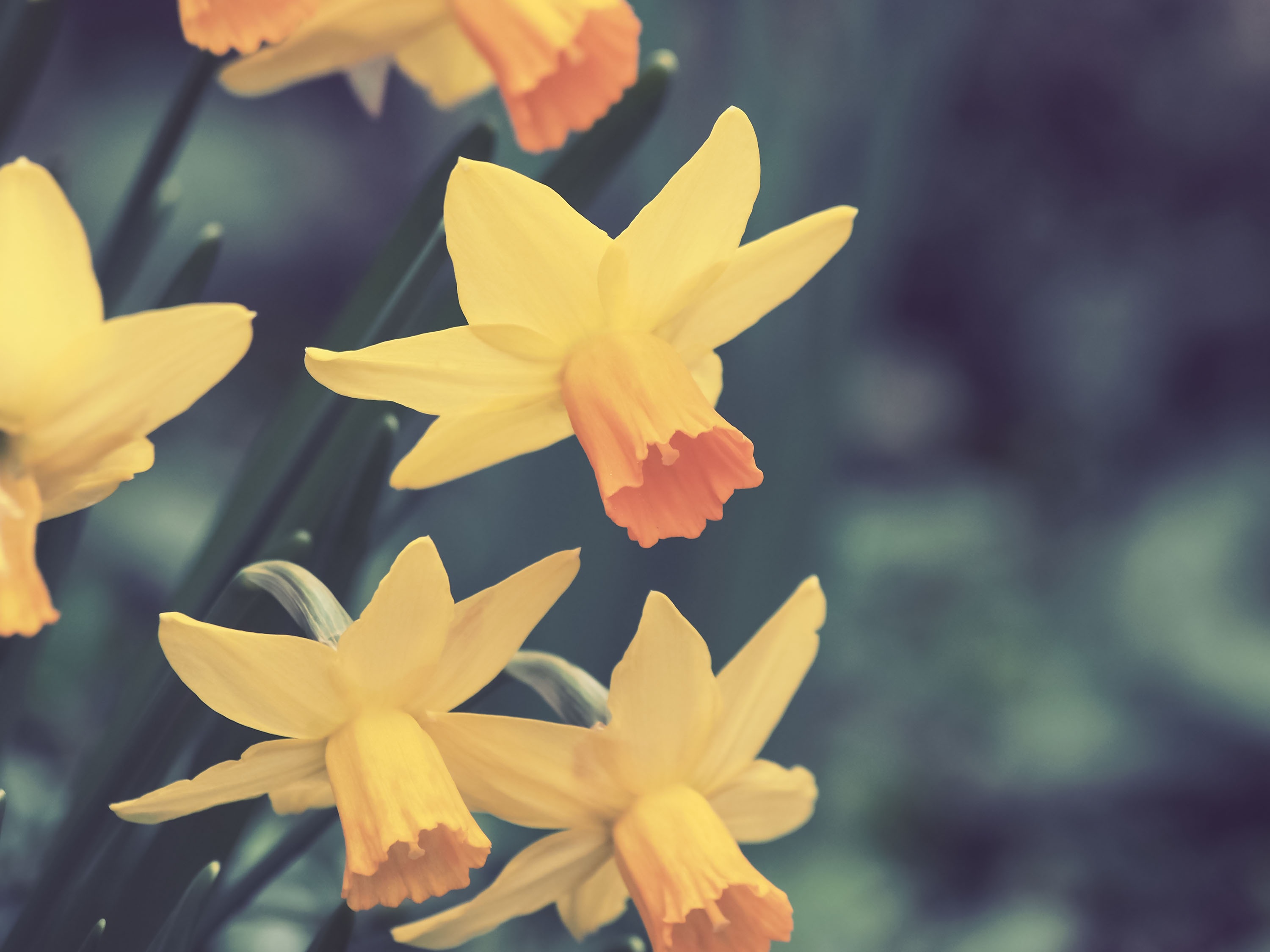 Horizontal Wallpaper flowers, narcissussi, buds