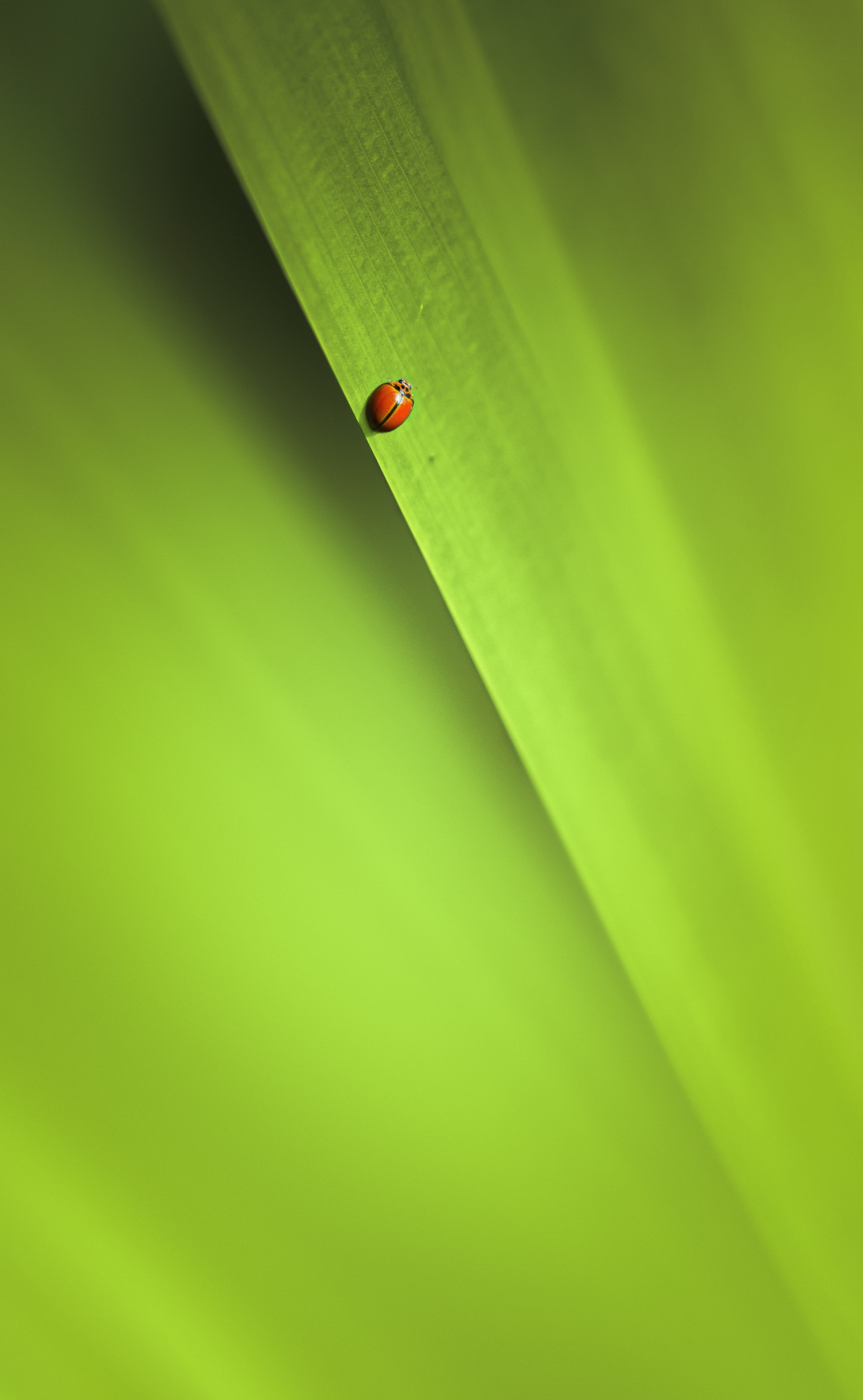 124273 free download Green wallpapers for phone,  Green images and screensavers for mobile