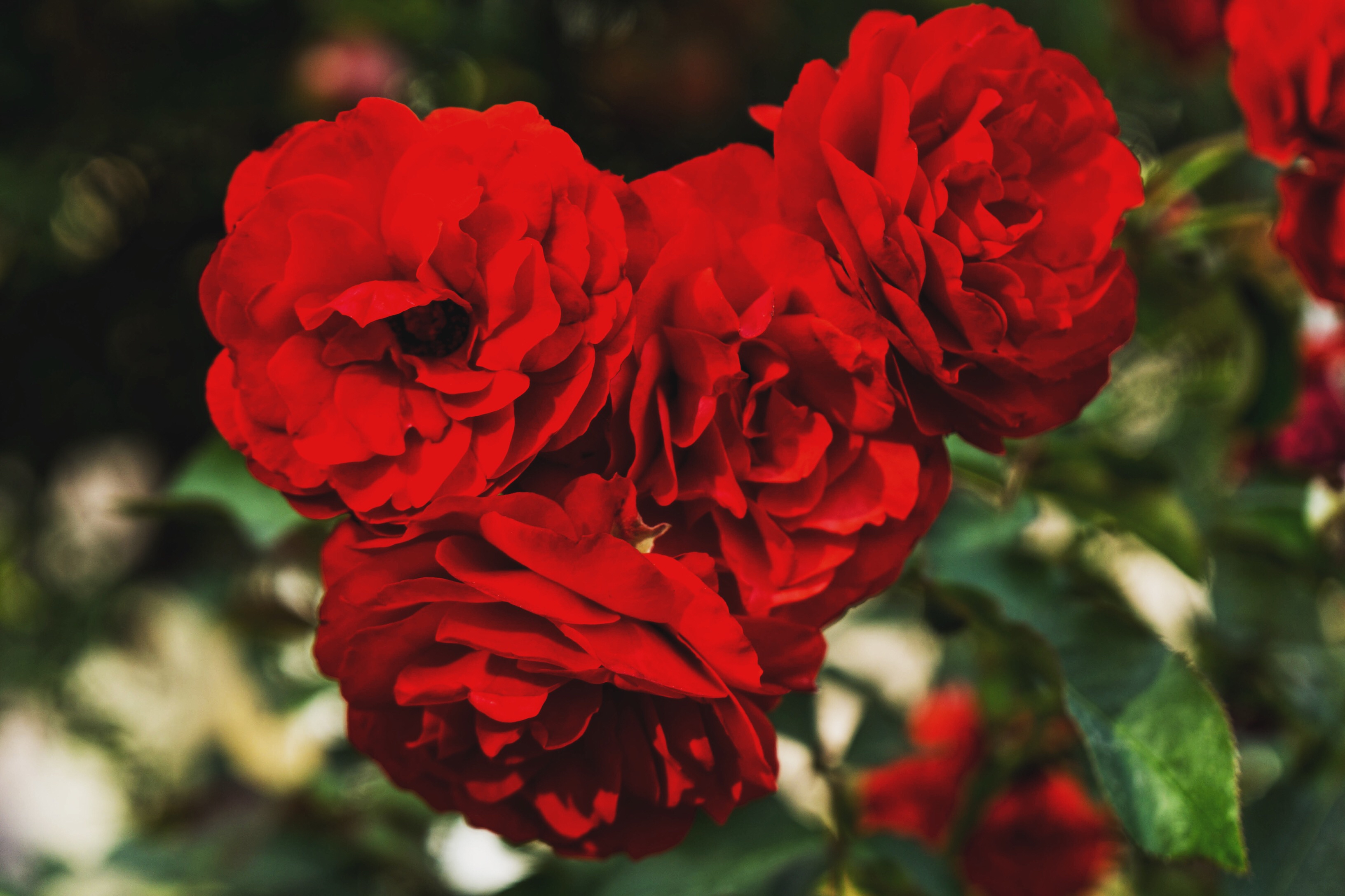 Download mobile wallpaper Red Roses, Branches, Petals, Buds, Flowers for free.