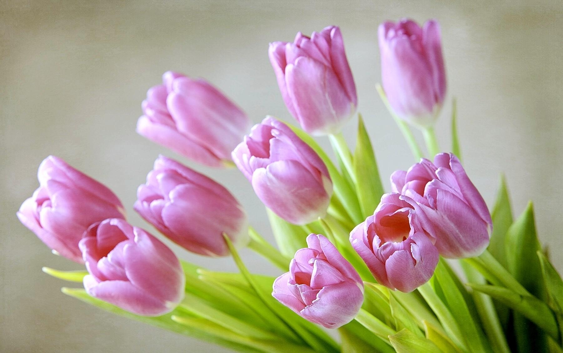 139571 завантажити шпалери тюльпани, весна, квіти, букет - заставки і картинки безкоштовно