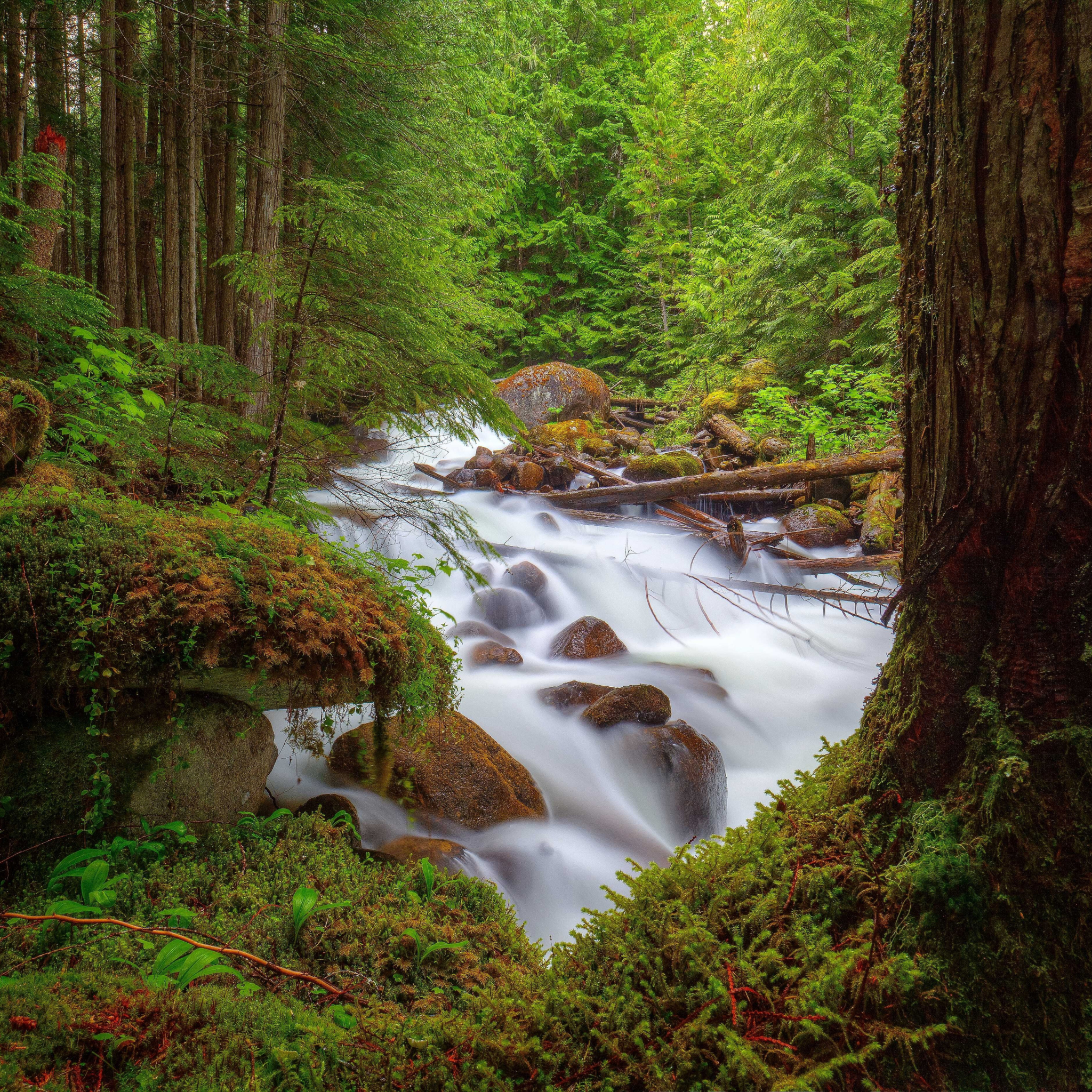 Живые обои forest. Речка в лесу. Лесная река. Красивый лес. Природа лес река.