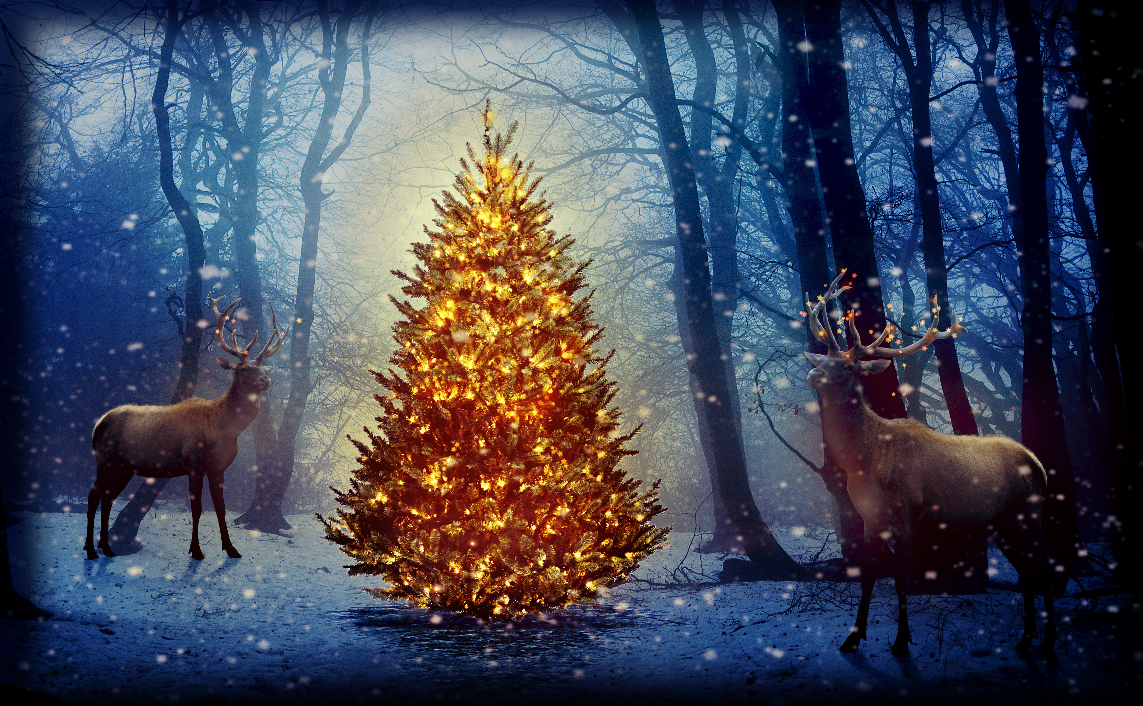 757894画像をダウンロードホリデー, クリスマス, バック, クリスマスツリー, 鹿, 森, 雪, 冬-壁紙とスクリーンセーバーを無料で