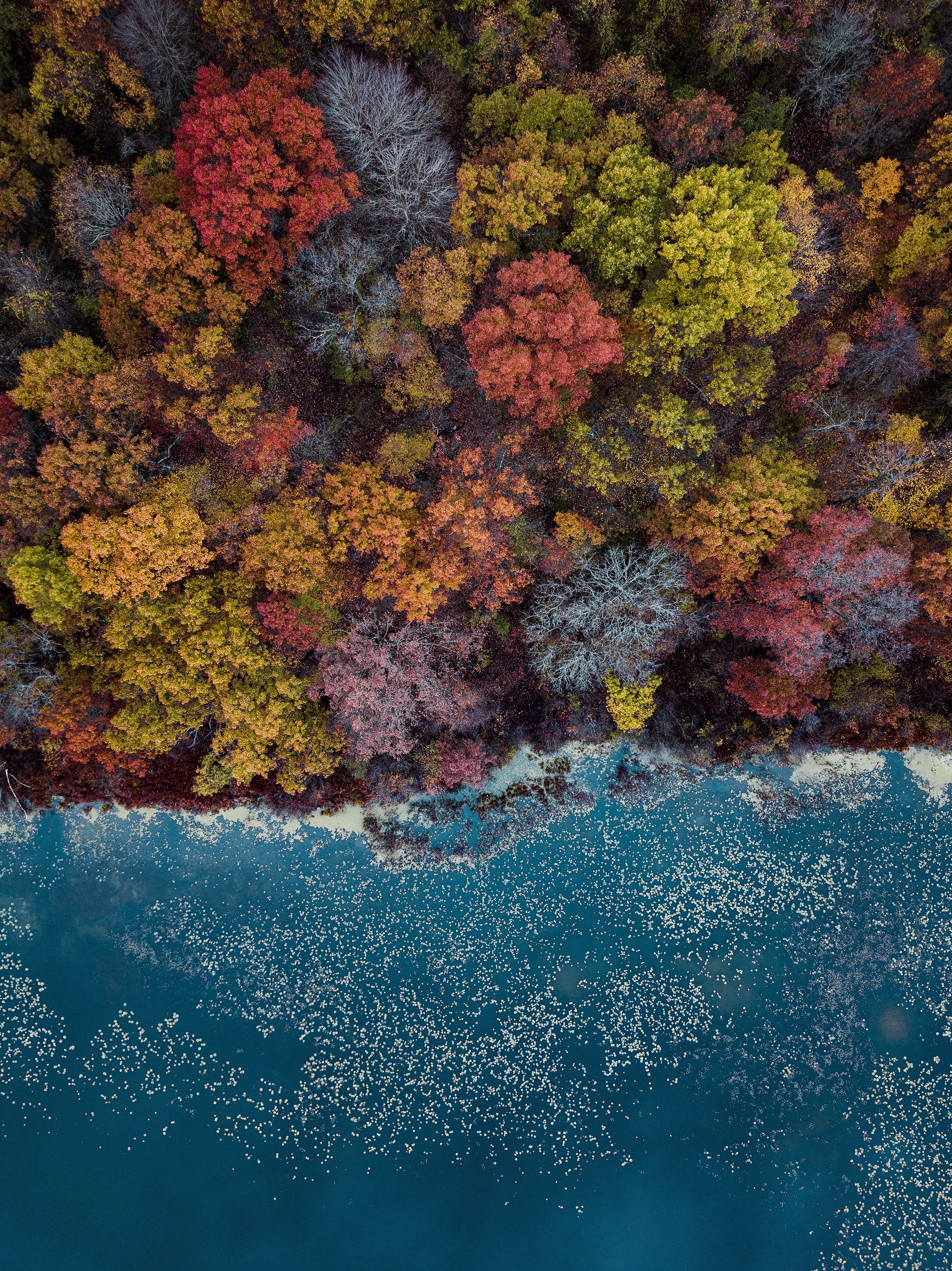 vertical wallpaper lake, autumn, nature, autumn colors, autumn paints, trees, view from above