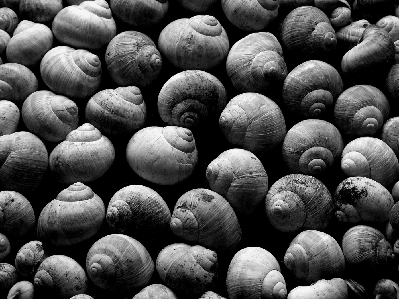 shells, background, snails, gray HD wallpaper