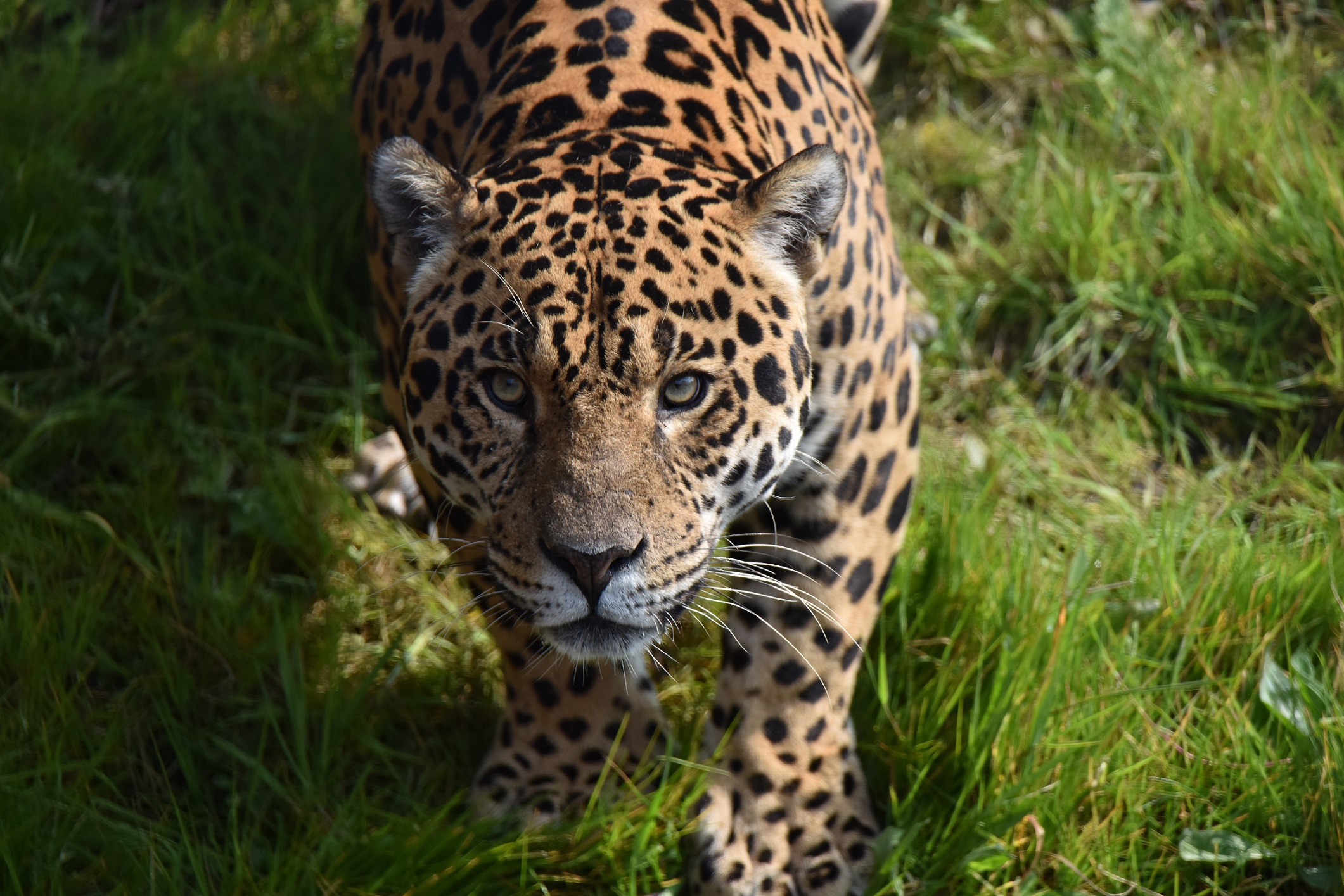 Как выглядит ягуар. Берберийский леопард. Ягуар животное. Ягуар хищник. Перуанский Ягуар.