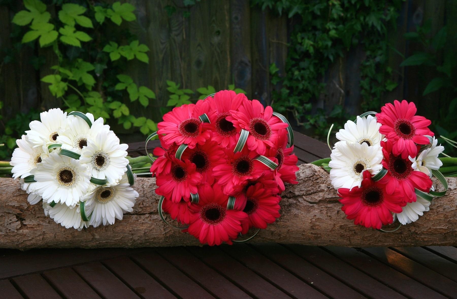 flowers, bouquets, gerberas, white, red, log
